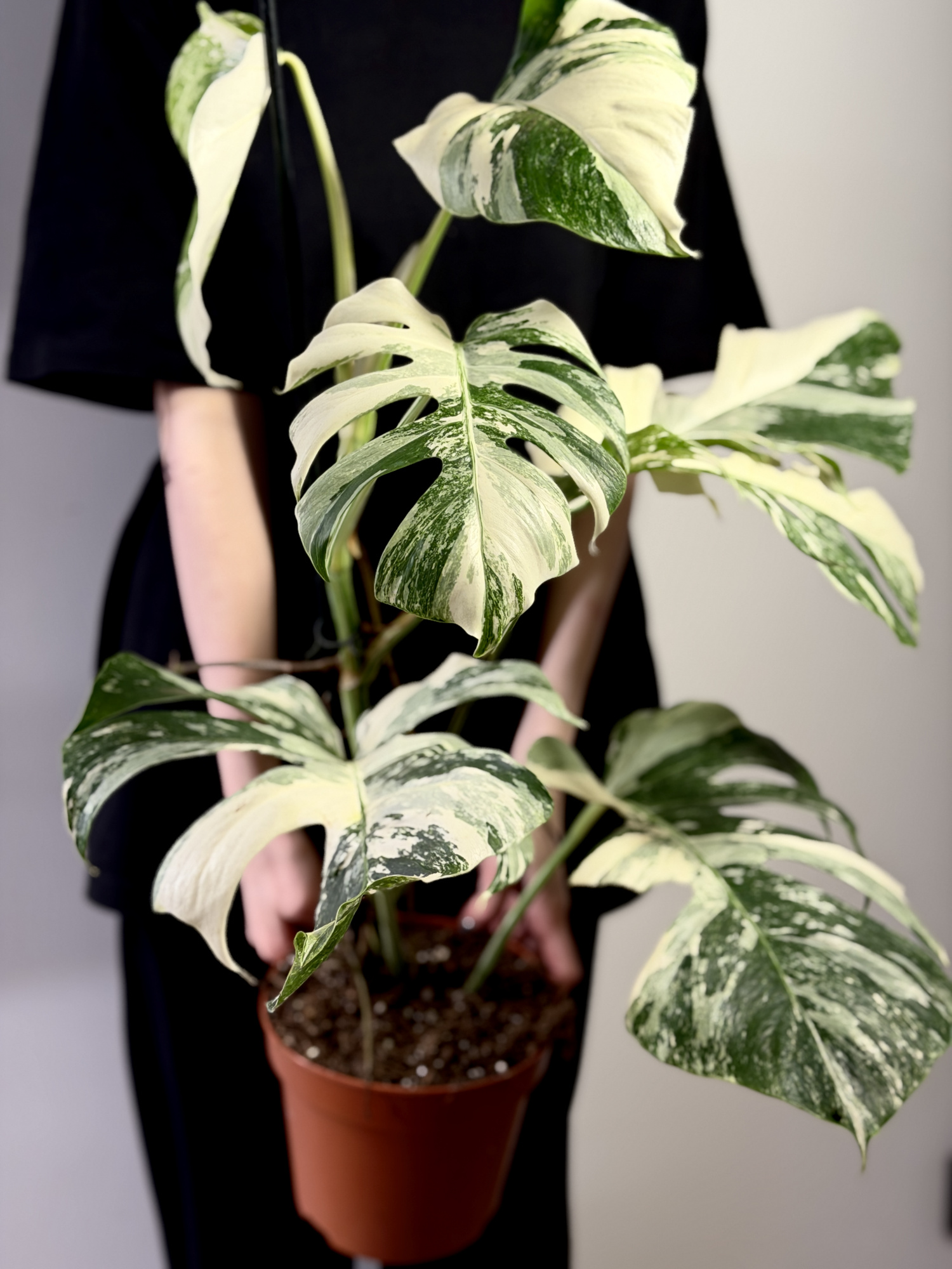 Монстера Деликатесная Альба Вариегатная (Monstera Deliciosa Alba Variegata) D17см