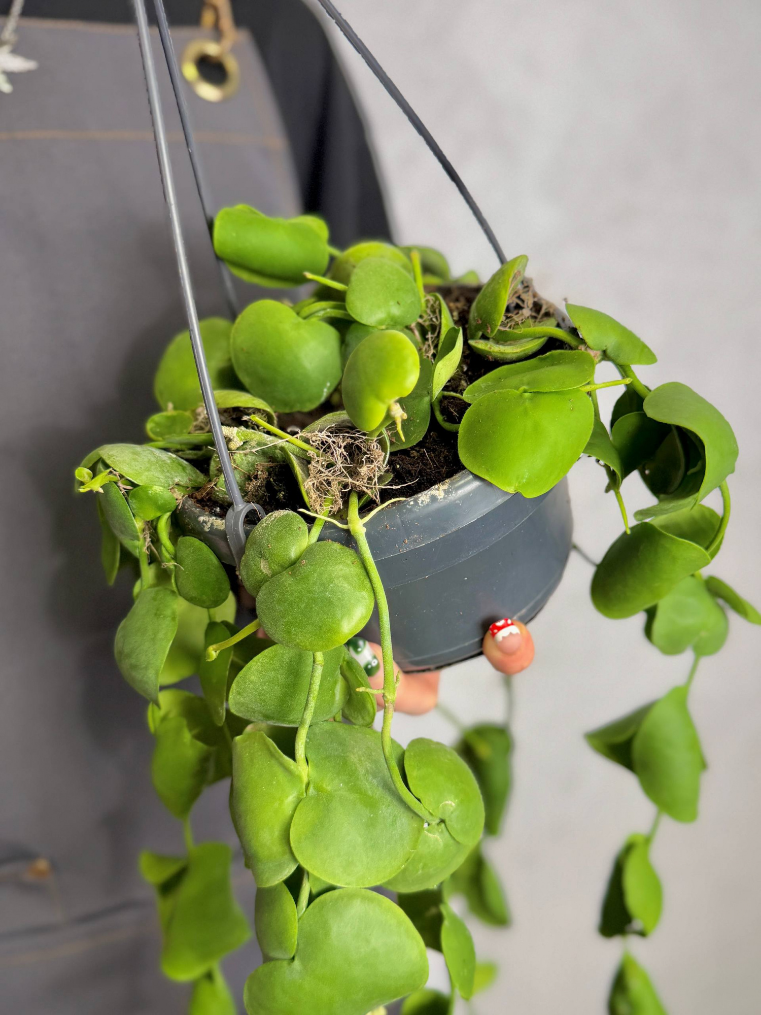 Дисхидия Платифилла (Dischidia Platyphylla) D14см