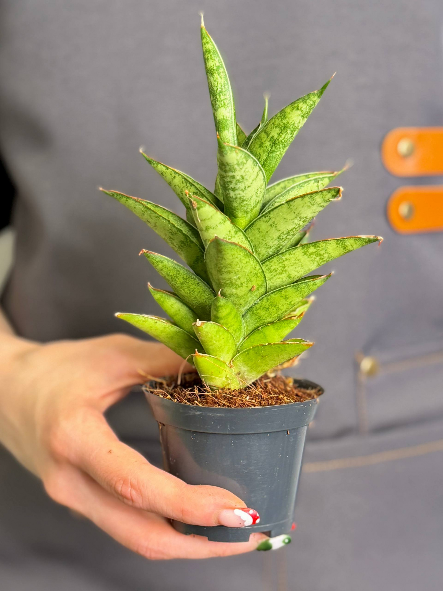 Сансевиерия Цилиндрическая Старшутер (Sansevieria Cylindrica Starshooter) D7см
