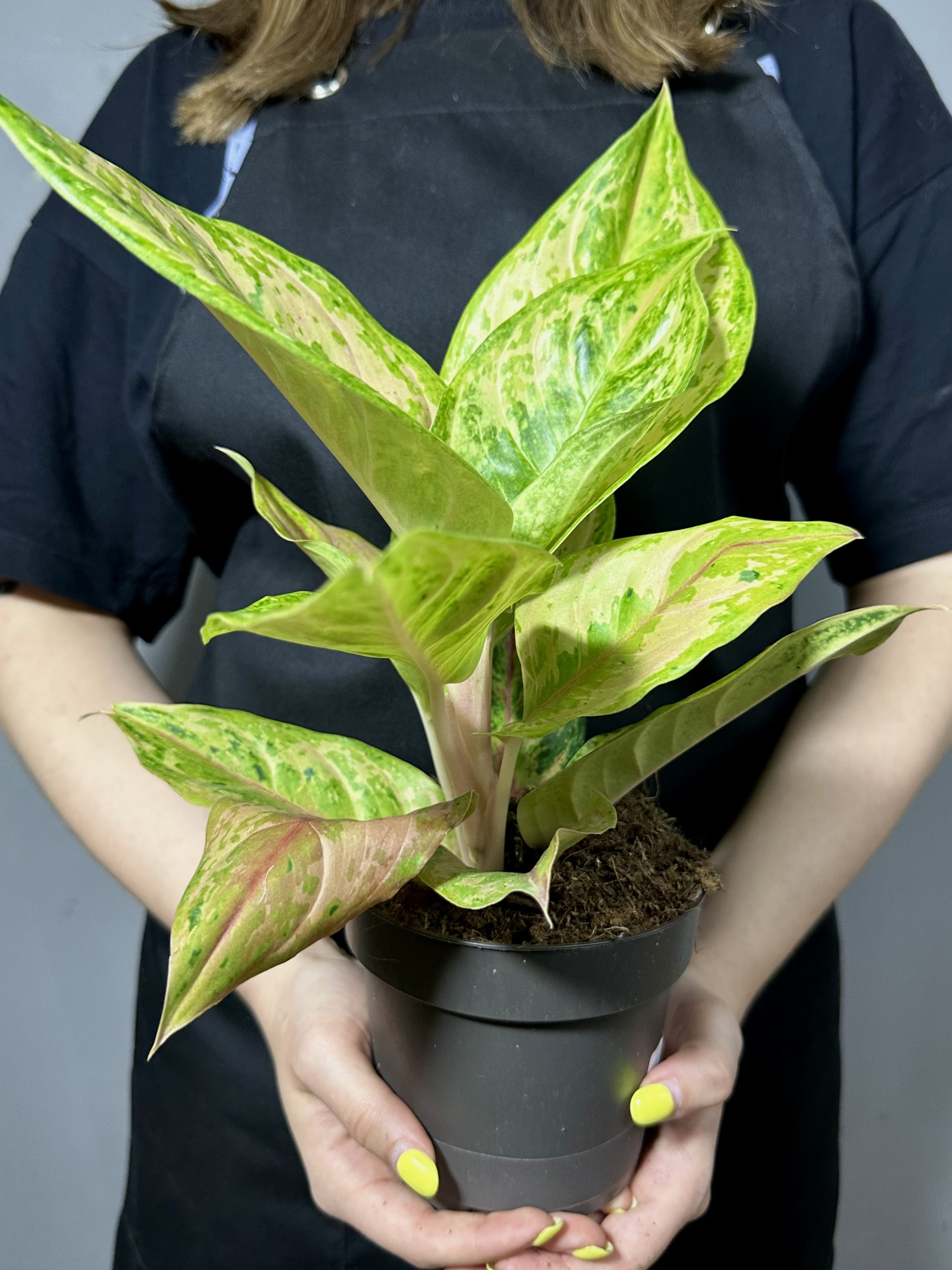 Аглаонема Пастелла (Aglaonema Pastella) D12см