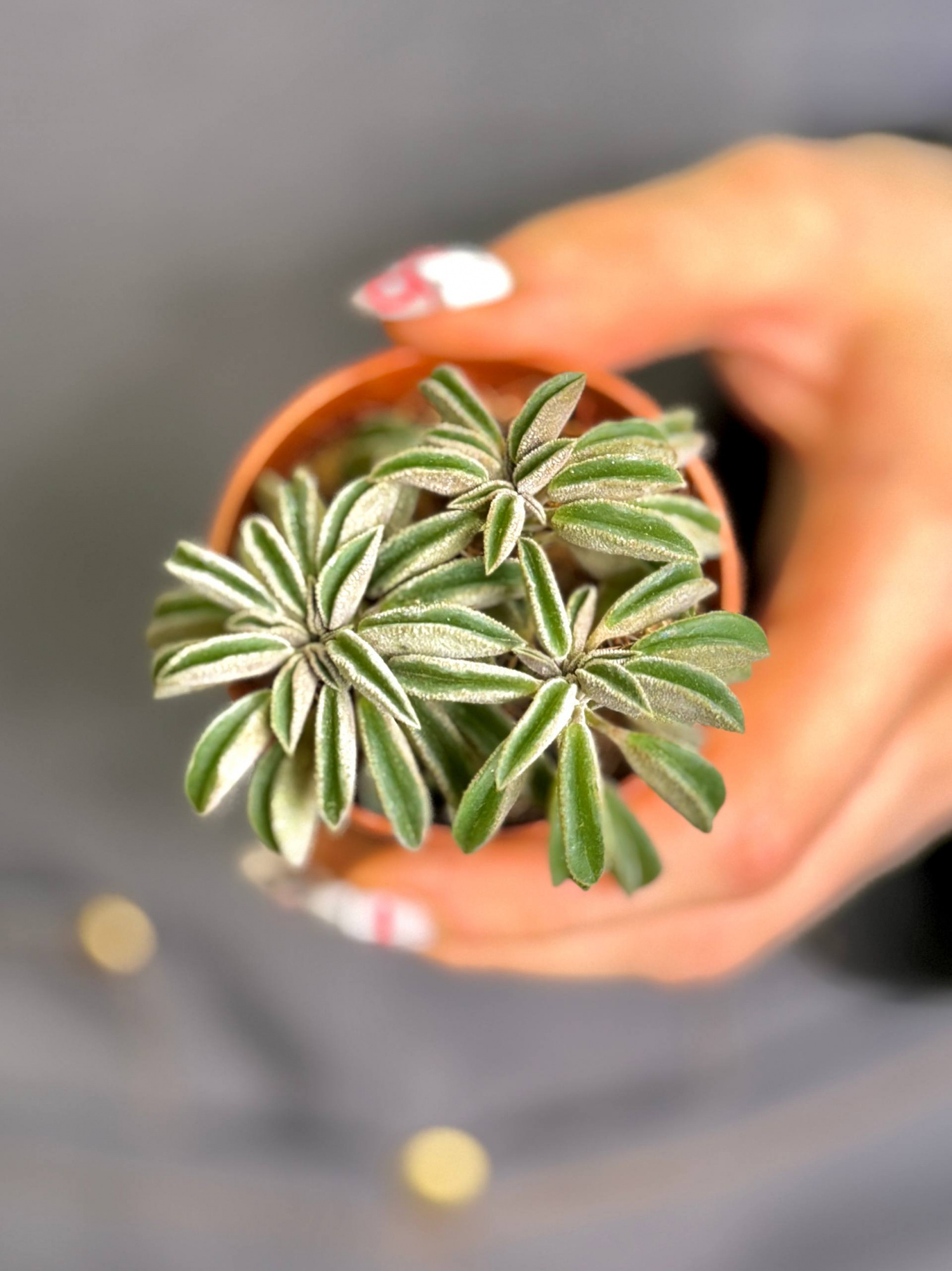 Пеперомия Асперула (Peperomia Asperula) D5см