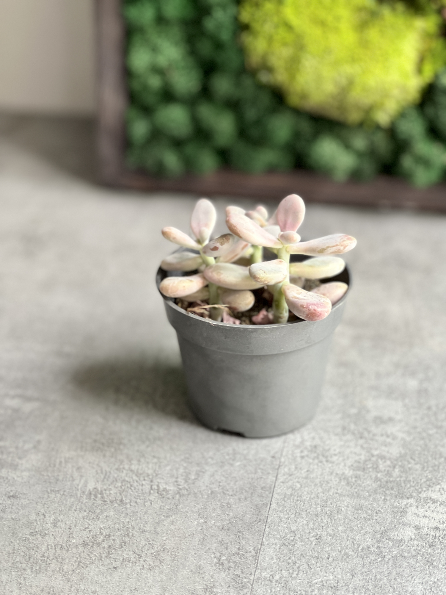 Пахифитум Овиферум Рубра (Pachyphytum Oviferum Rubra) D9см