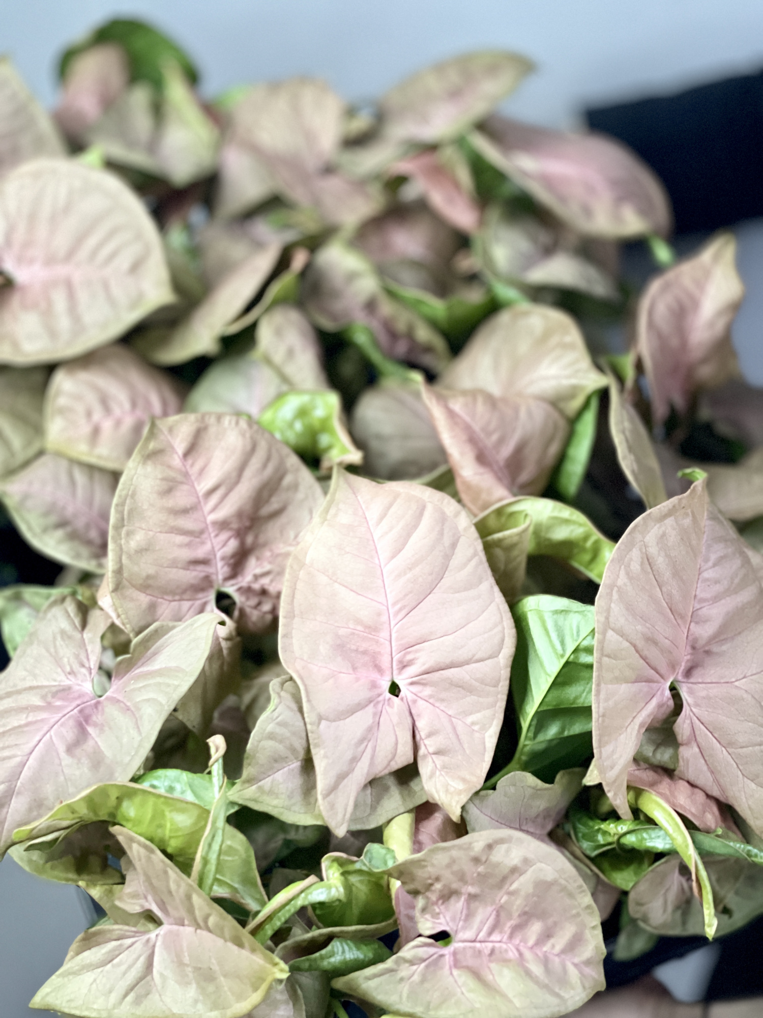 Сингониум Неон Робуста (Syngonium Neon Pobusta) D7см