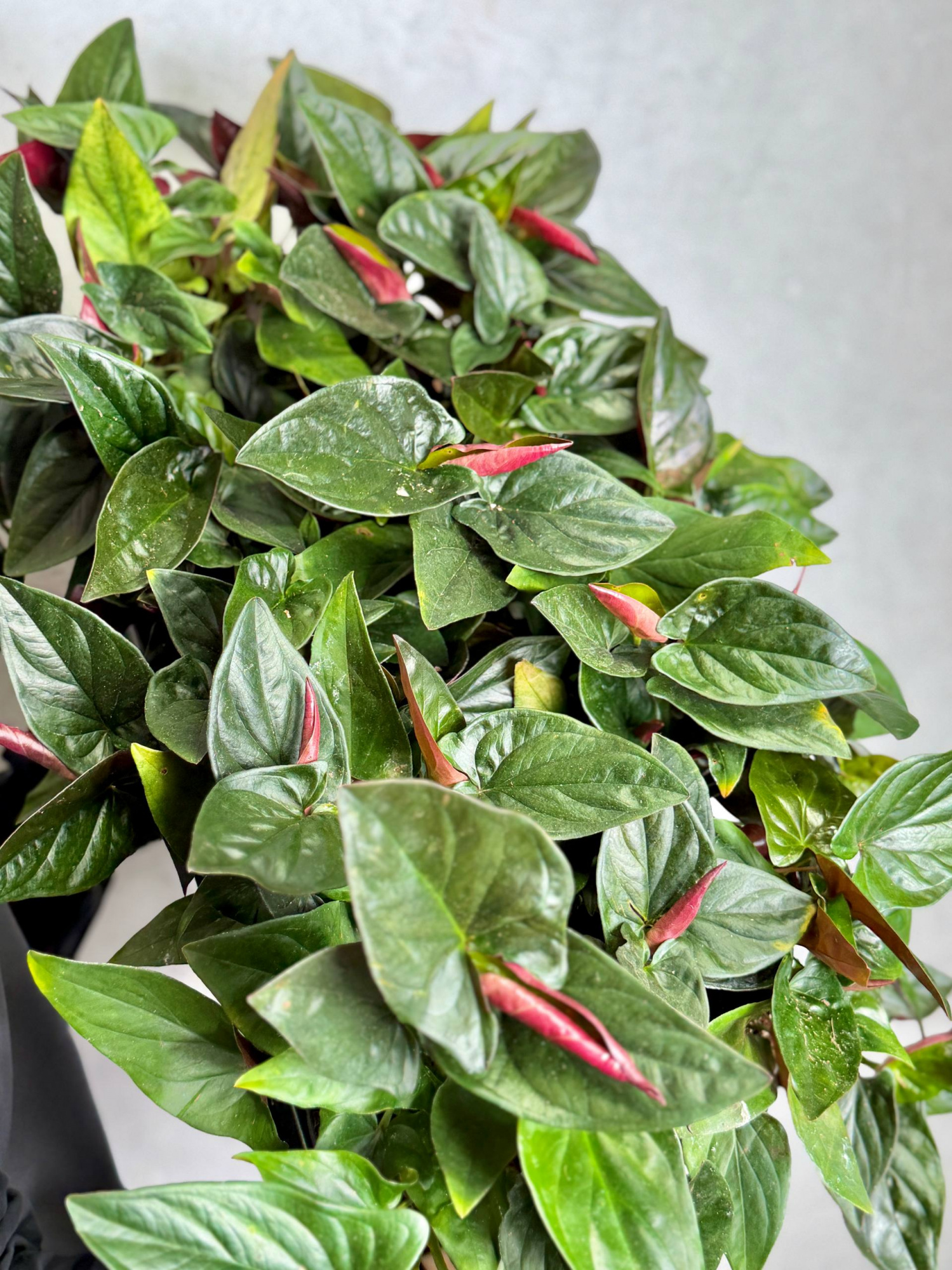Сингониум  Красная Стрела, или Эритрофиллум Ред Эрроу (Syngonium Erythrophyllum Red Arrow) D12см