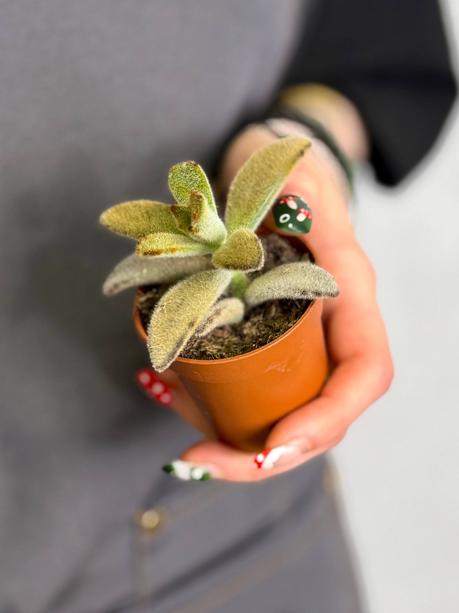 Каланхоэ Голден Гёрл (Kalanchoe Golden Girl) D5см