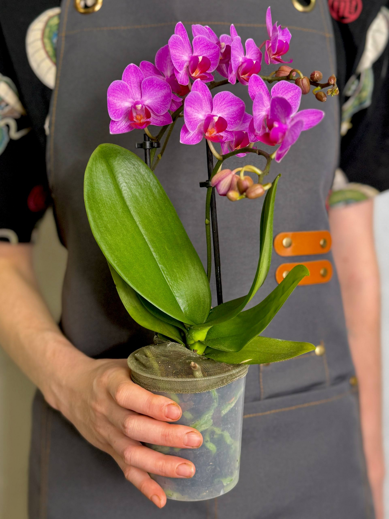 Орхидея Фаленопсис Розовый Фламинго (Phalaenopsis Pink Flamingo) D9см