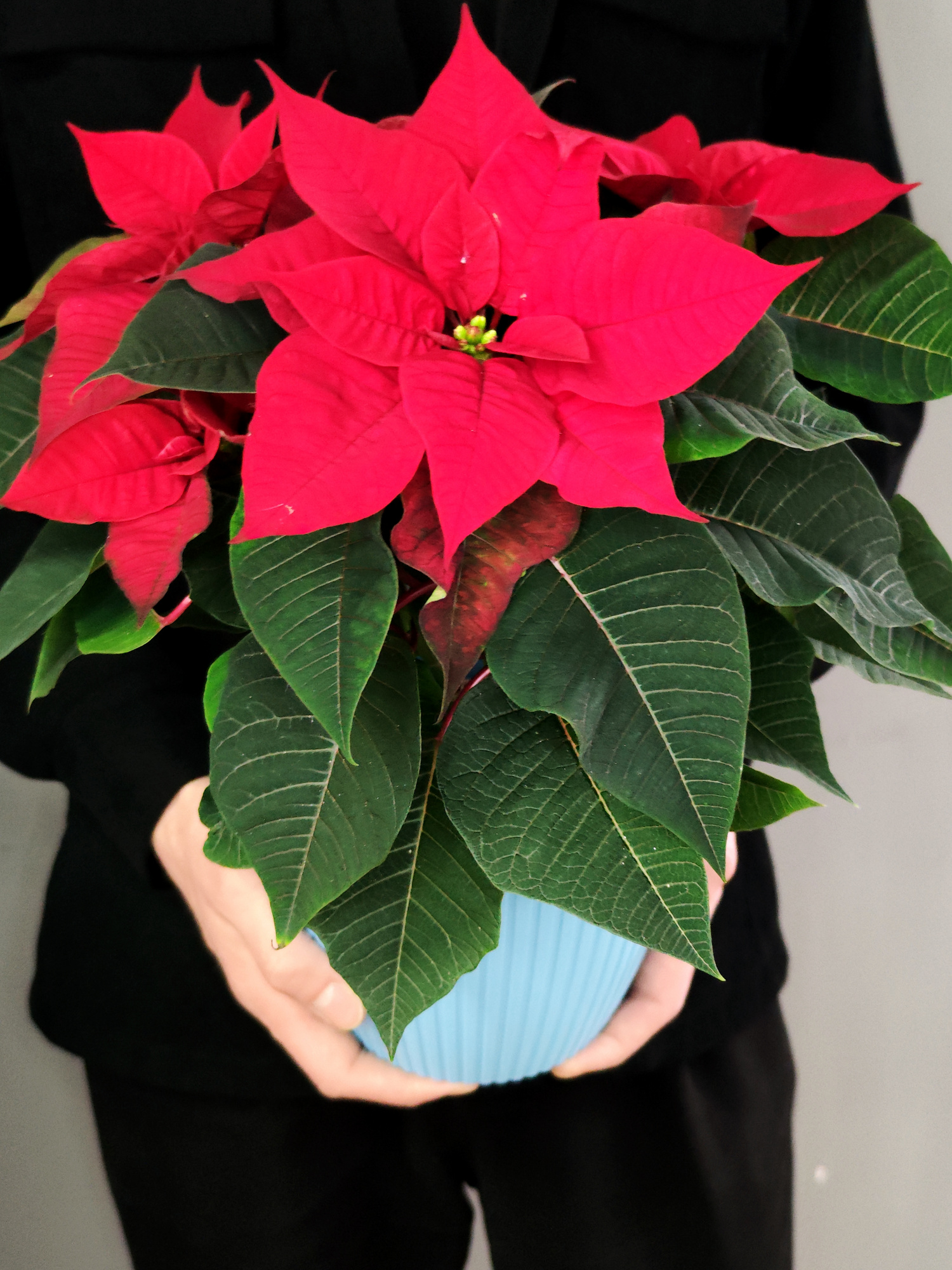 Пуансеттия Фрея Красная (Poinsettia Freya Red) Пересаженная D15см