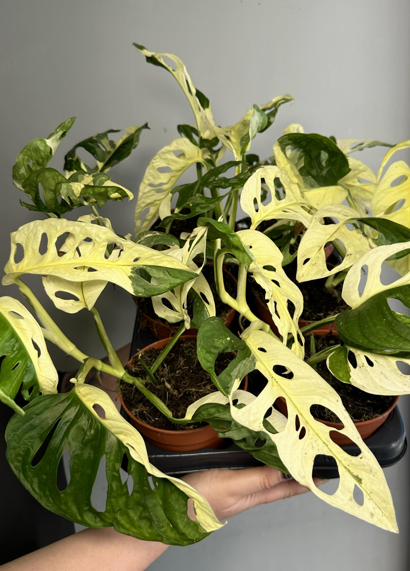 Монстера Адансона Вариегатная (Monstera Adansonii Variegata) D12см