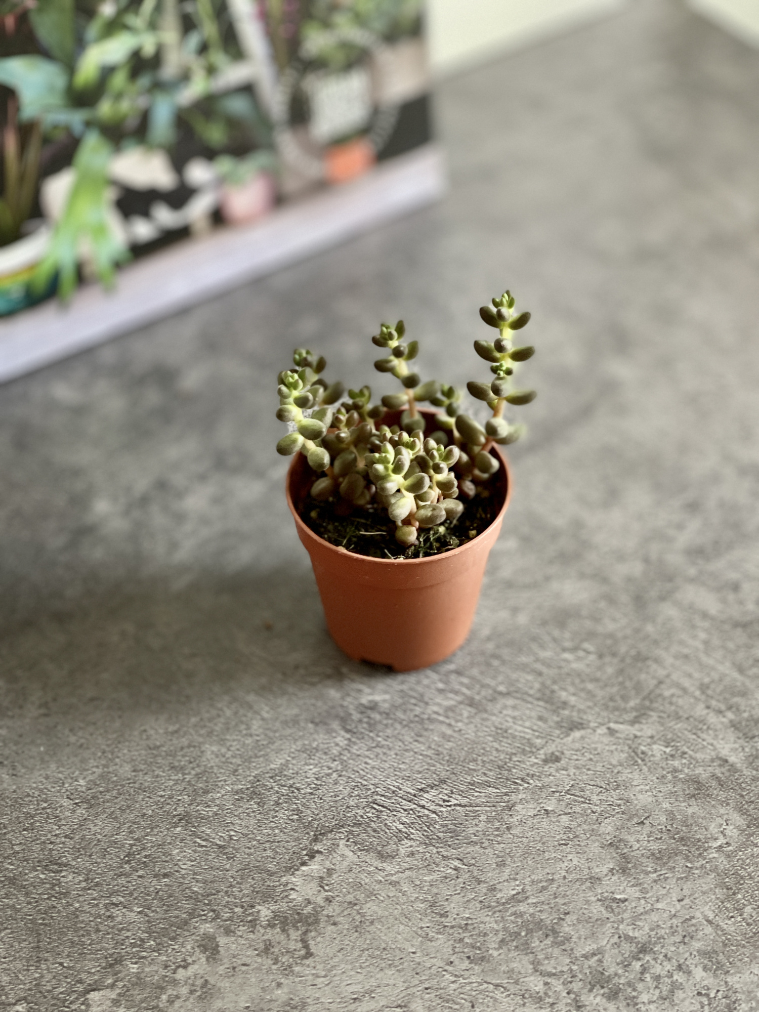 Седум Сталя  (Sedum Stahlii) D5cм