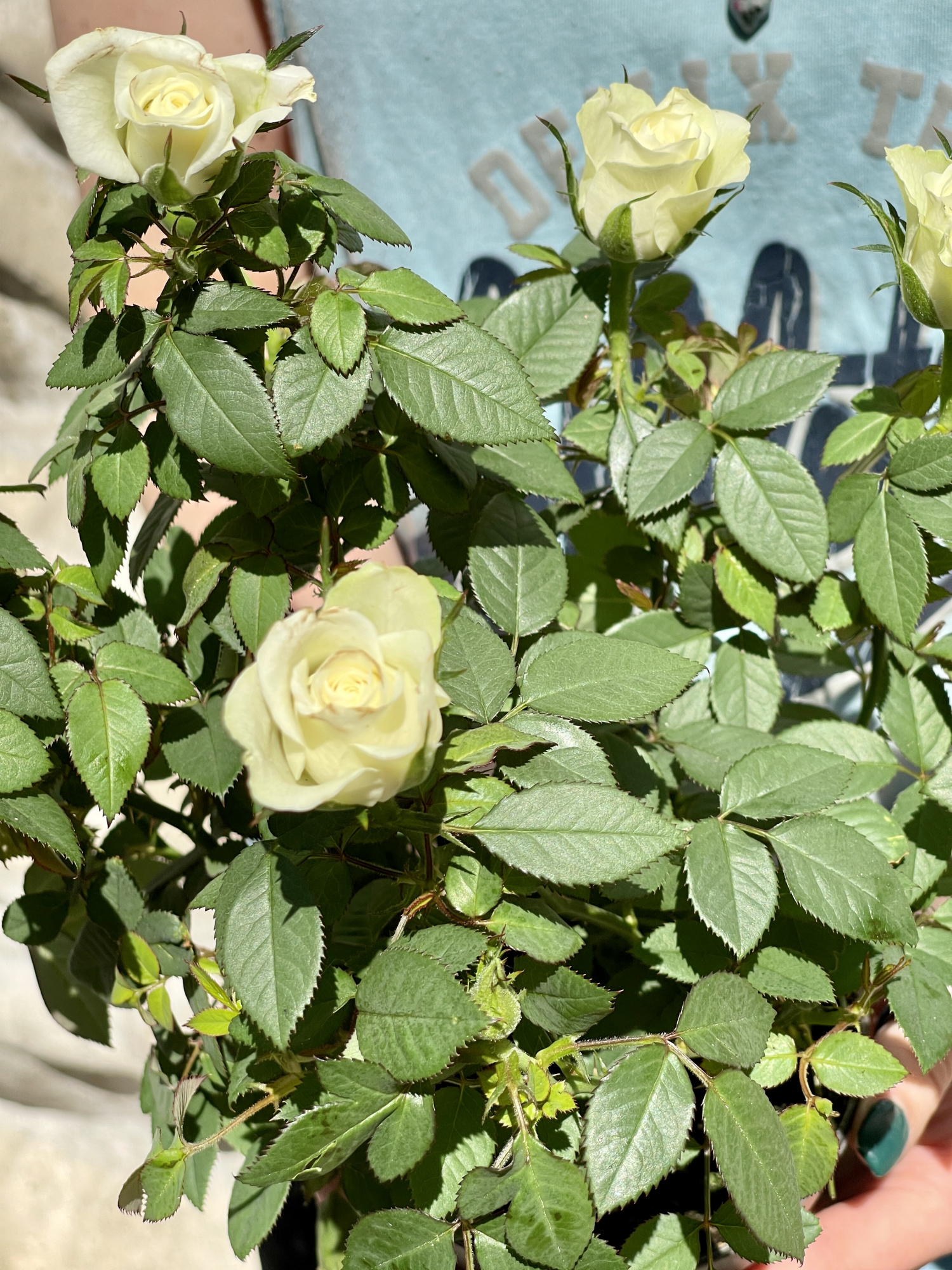 Роза белая комнатная (Rose White) D9см