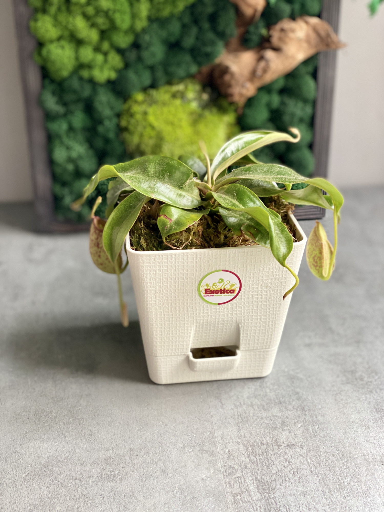 Непентес Хукериана (Nepenthes hookeriana) пересаженный D12 см