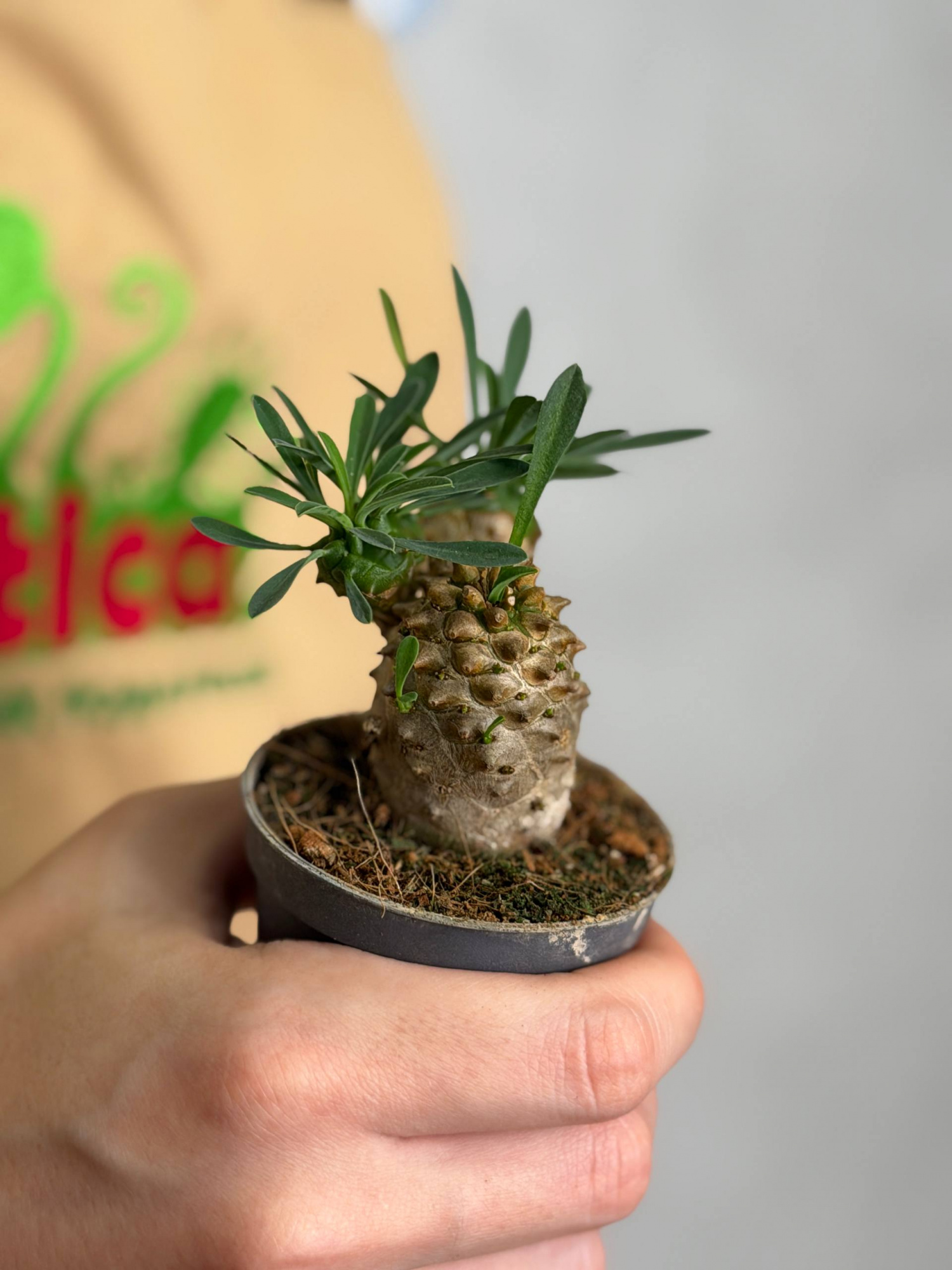 Эуфорбия Японика, или Молочай Японский (Euphorbia Japonica) D6см
