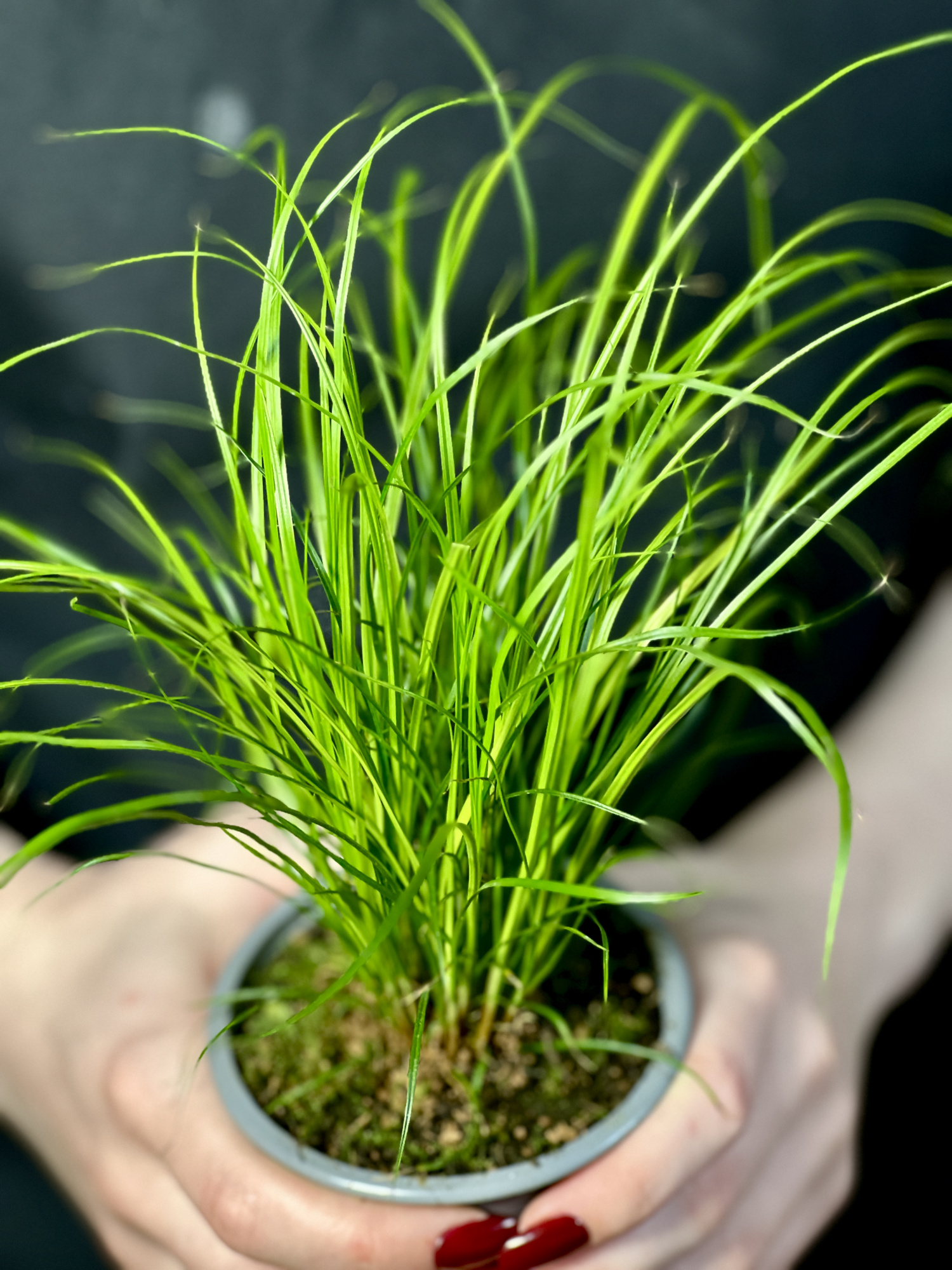Осока Коричневатая (Carex Brunnea) 9см