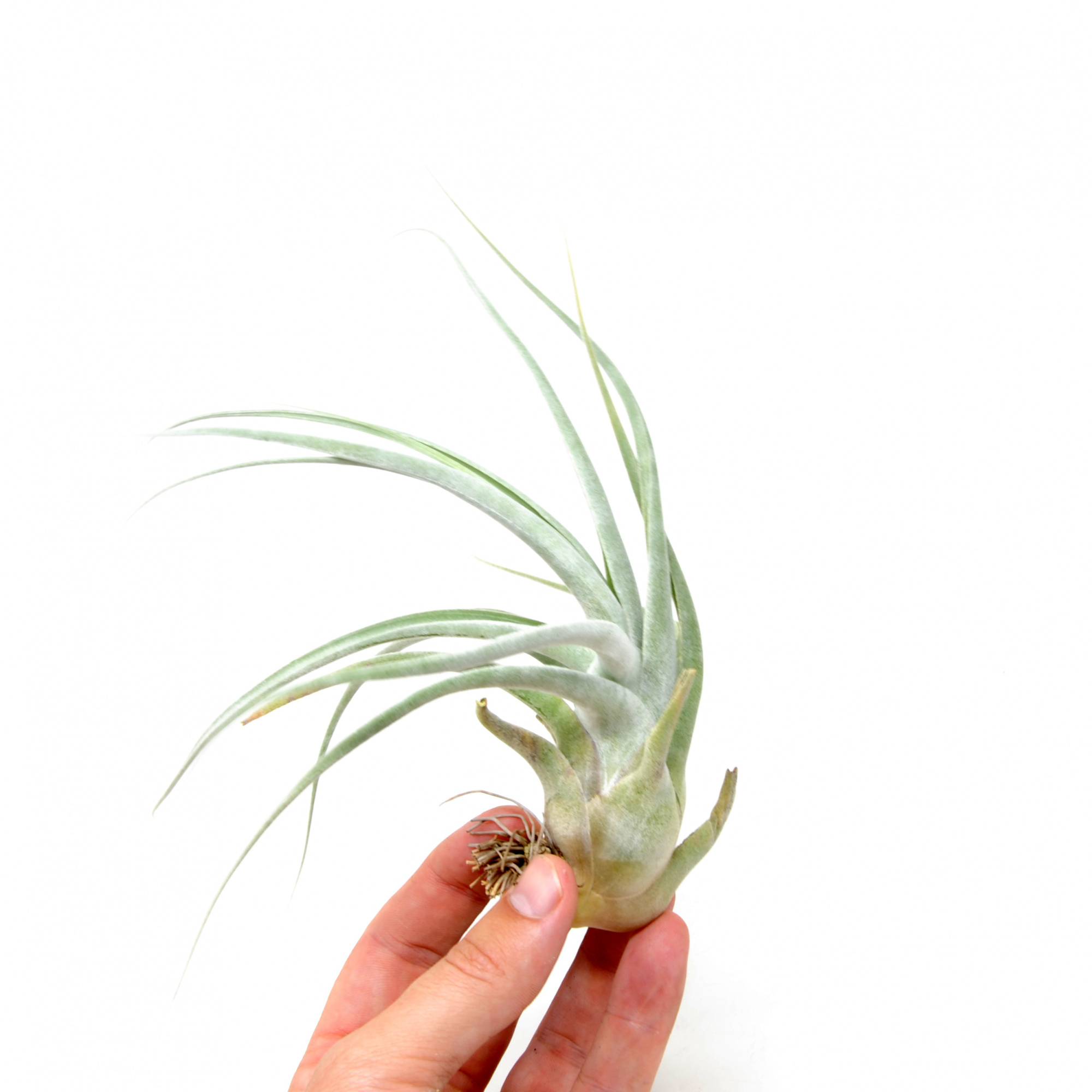 Тилландсия Элерсиана (Tillandsia Ehlersiana)
