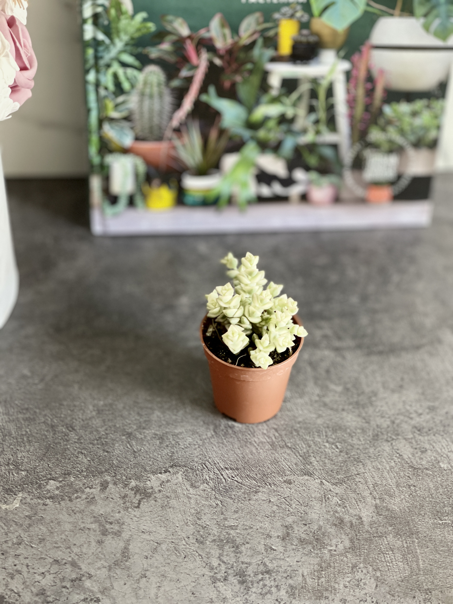 Крассула Том Тумб Вариегатный (Crassula Tom Thub Variegata) D5см