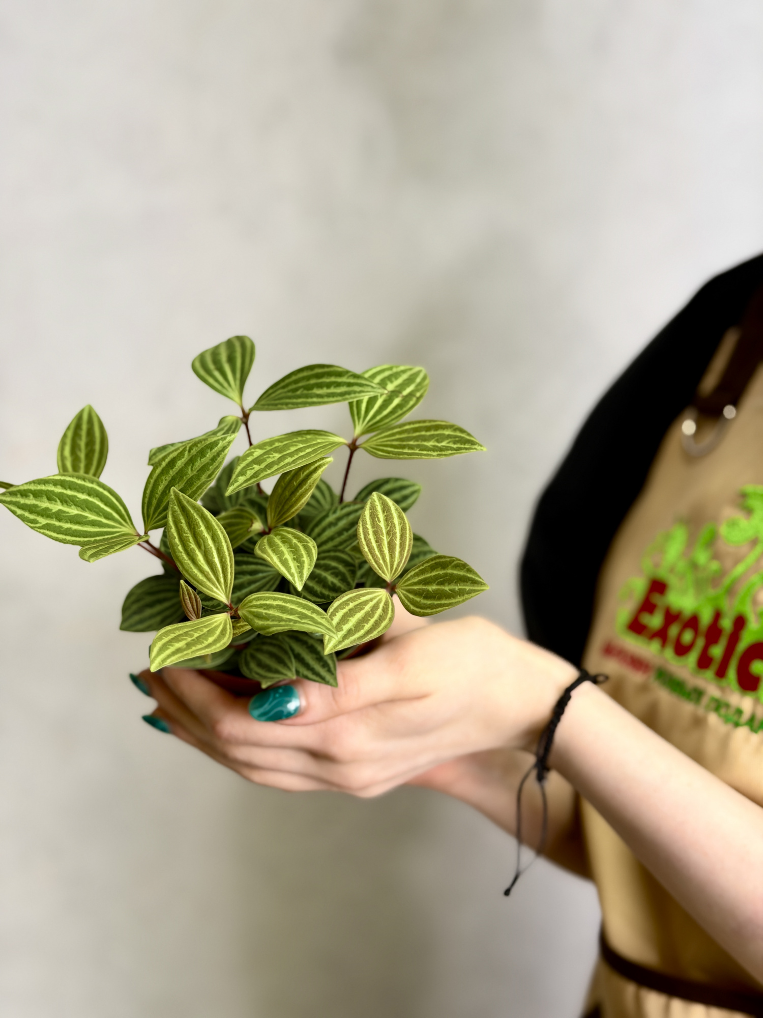 Пеперомия Ангулата Страйб (Peperomia Angulata Stribe) D9см