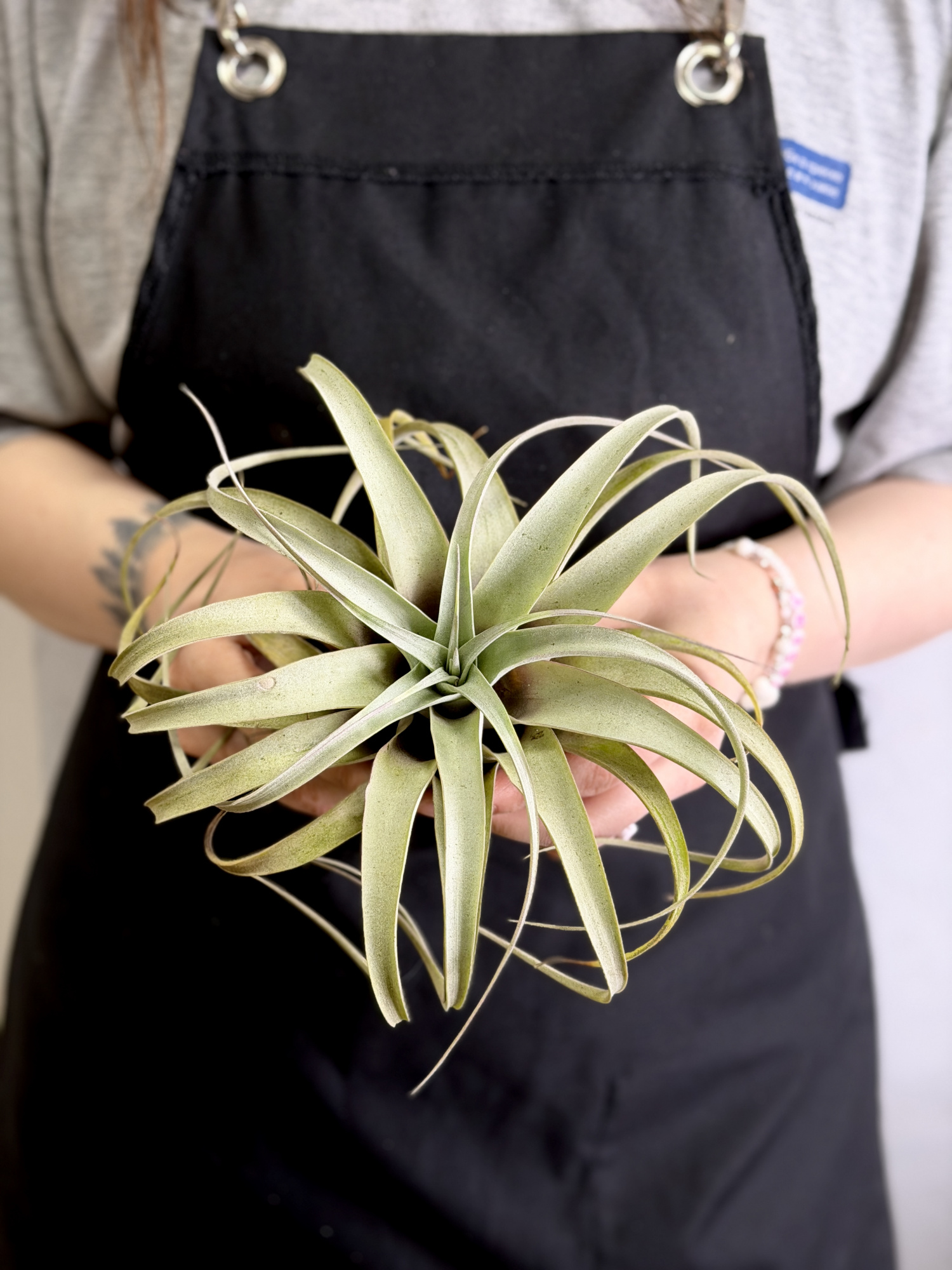 Тилландсия Ксерографика XL (Tillandsia Xerographica XL)