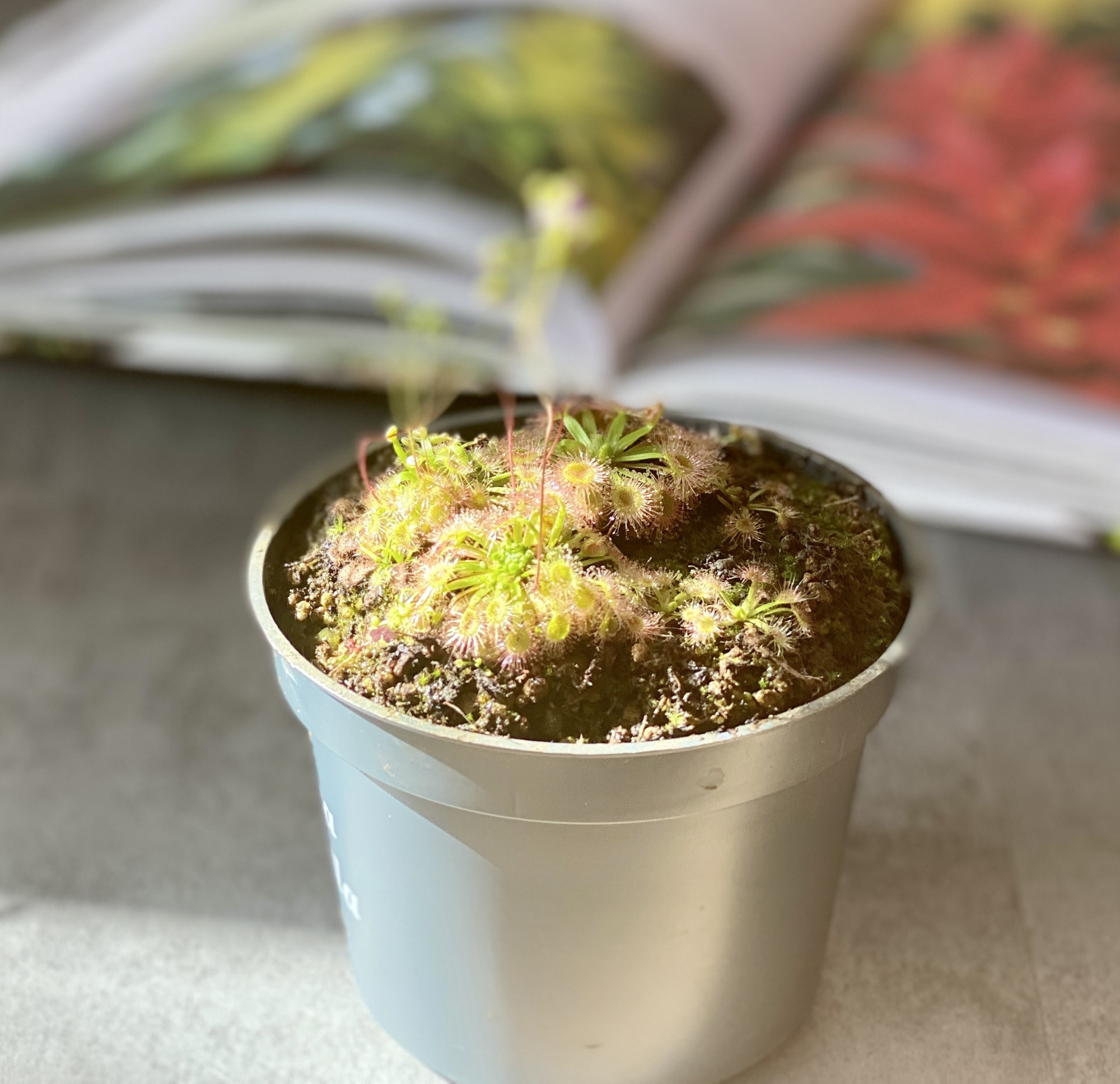 Росянка (лат. Drosera pulchella x omissa) D9см.