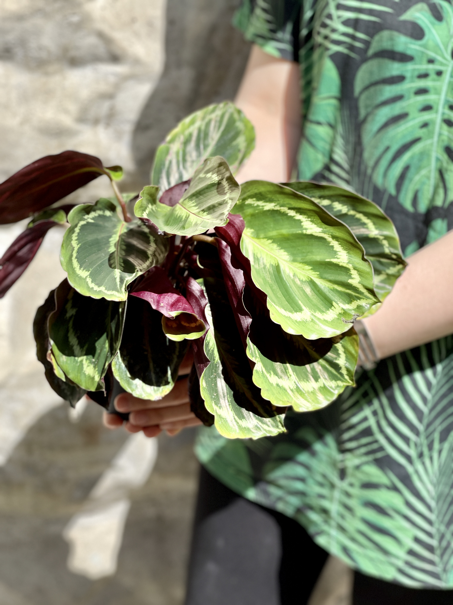 Калатея Медальон (Calathea Roseopicta Medallion) D12см