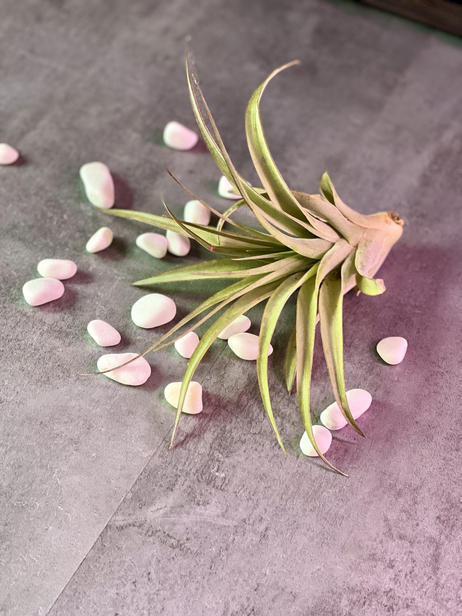 Тилландсия Мэджик  (Tillandsia Magic)
