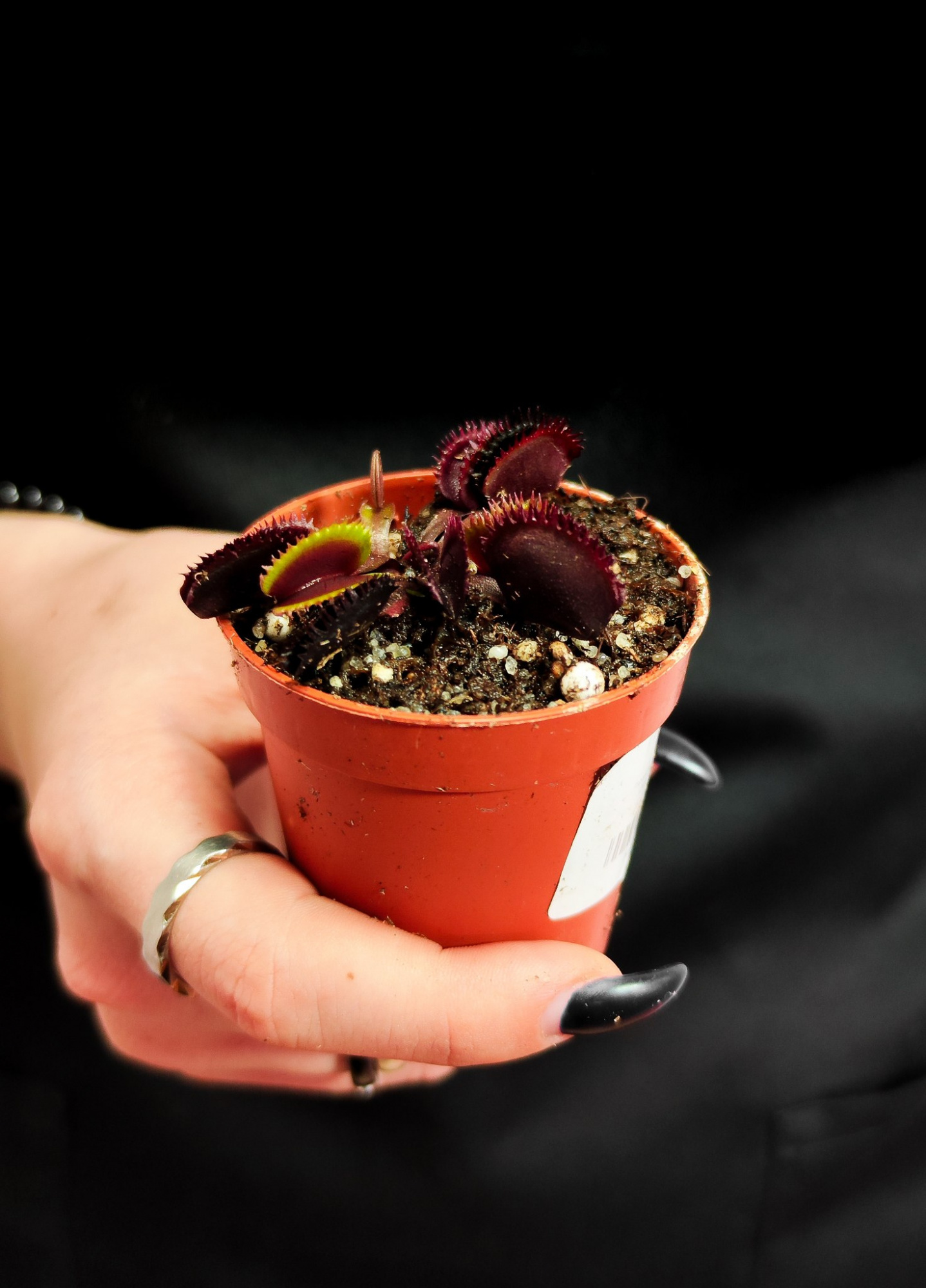 Венерина Мухоловка Боемский Гранат (Dionaea Muscipula Bohemian Garnet) D5см