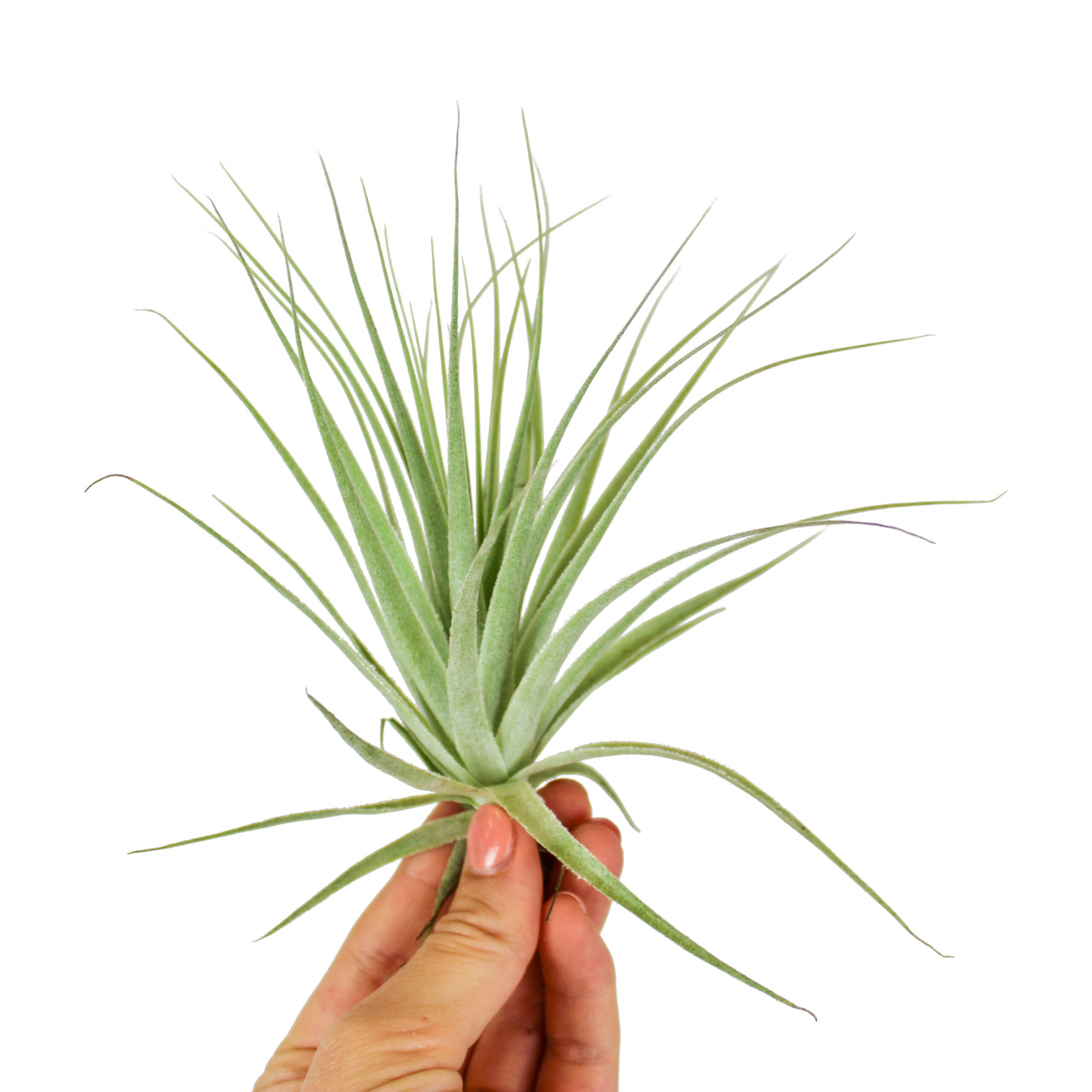 Тилландсия Гарденера (Tillandsia Gardneri)