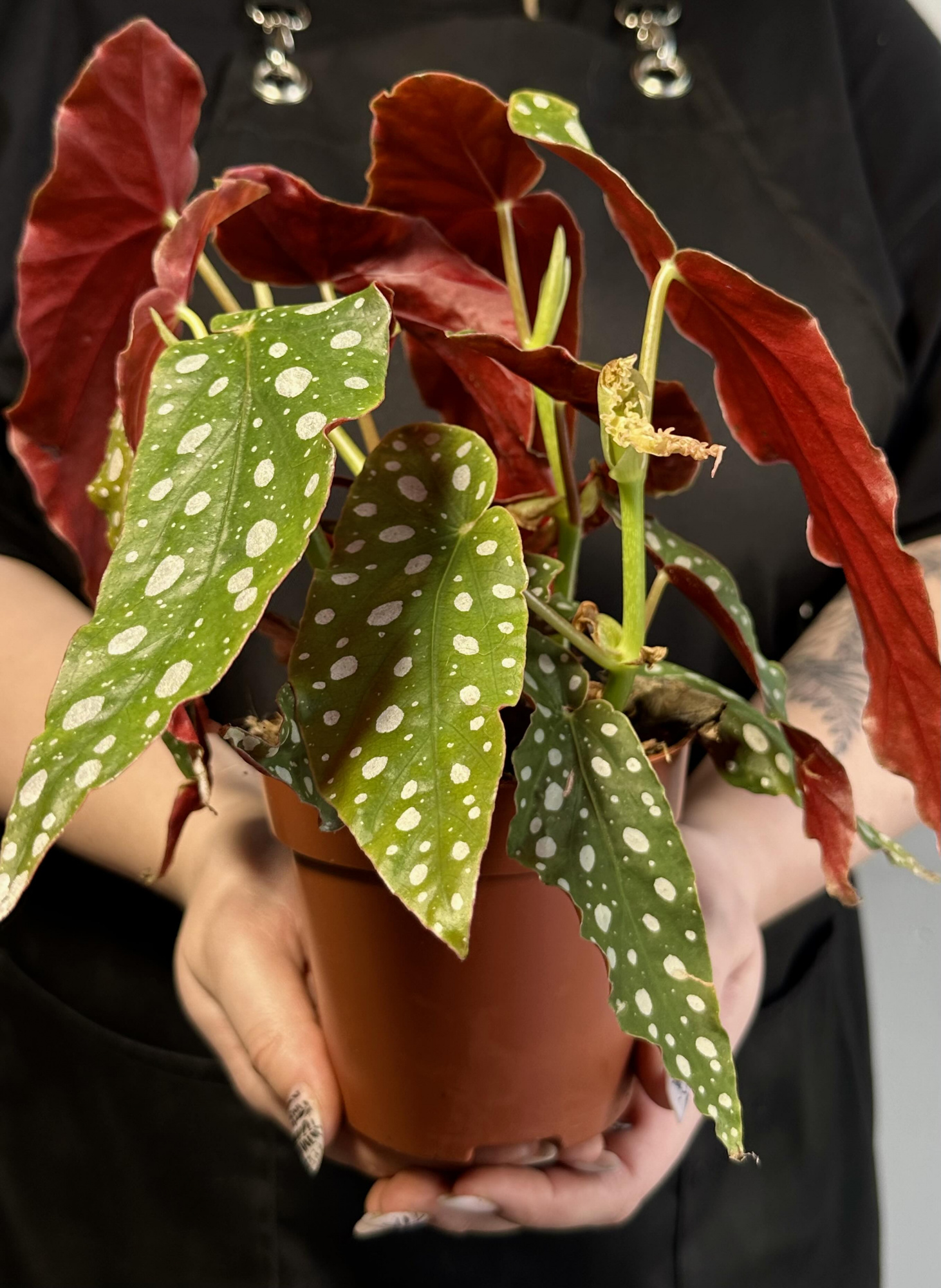 Бегония Пятнистая, или Бегония Макулата (Begonia Maculata) D12см