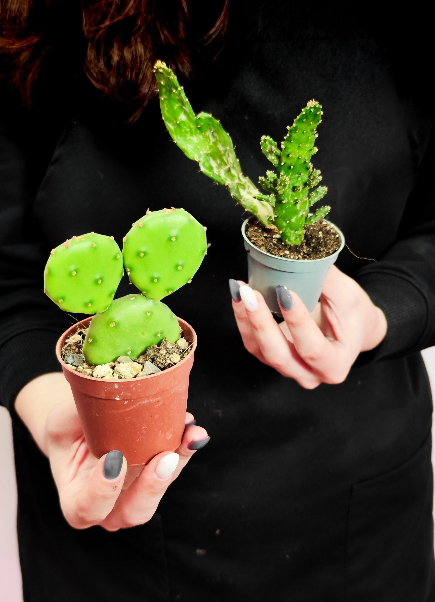 Опунция обыкновенная mix (Opuntia Vulgaris mix) D5см (набор из 2шт)