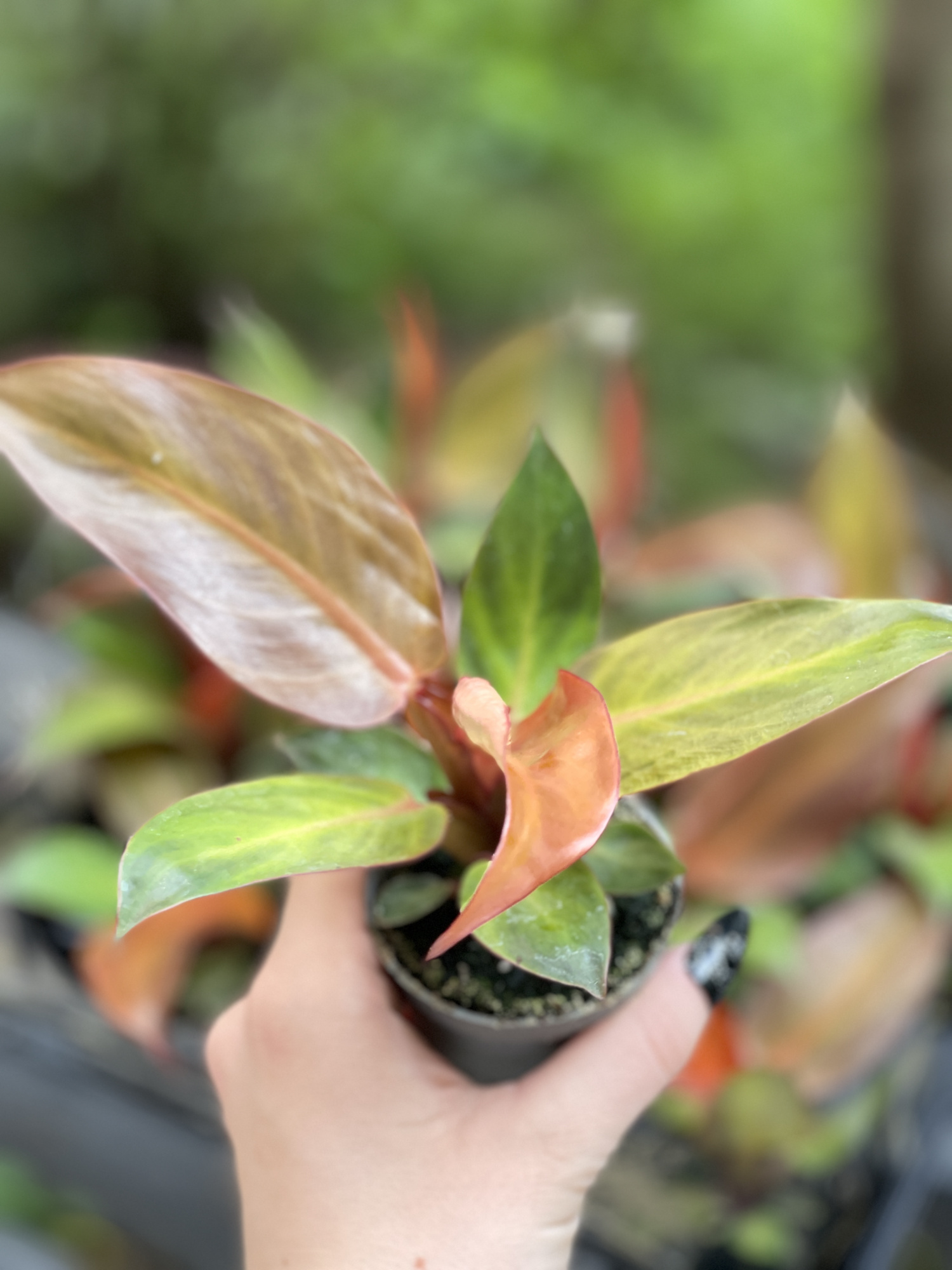 Филодендрон Ред Сан (Philodendron Red Sun) D6см