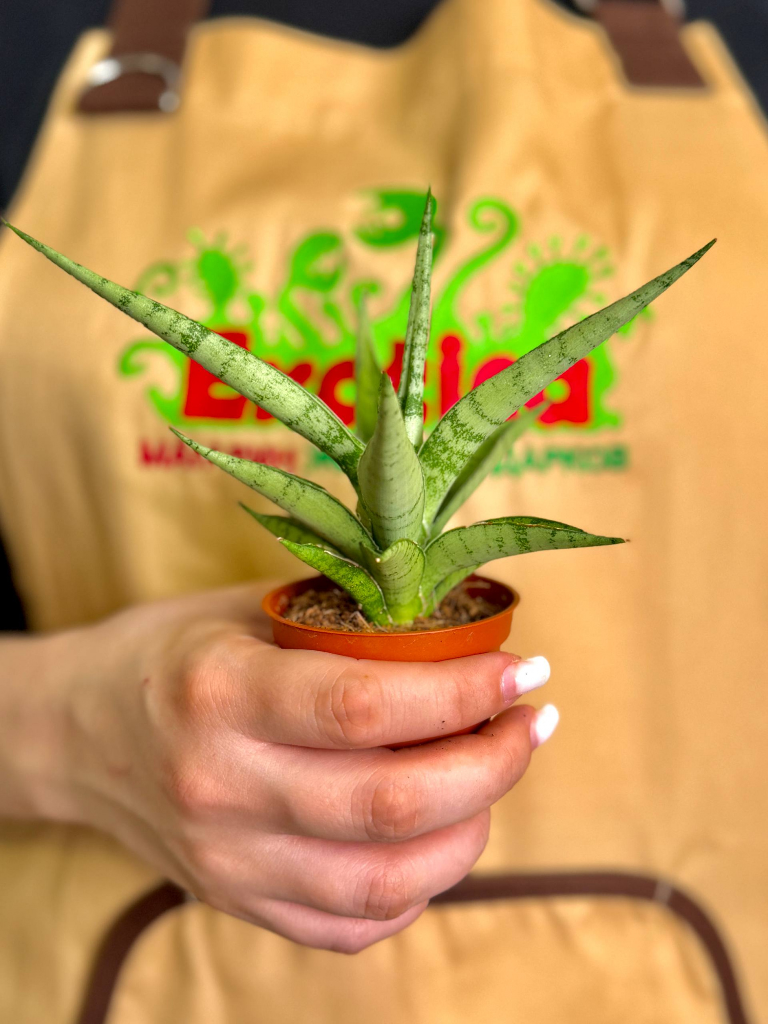 Сансевиерия Том Грацилис (Sansevieria Tom Gracilis) D6см