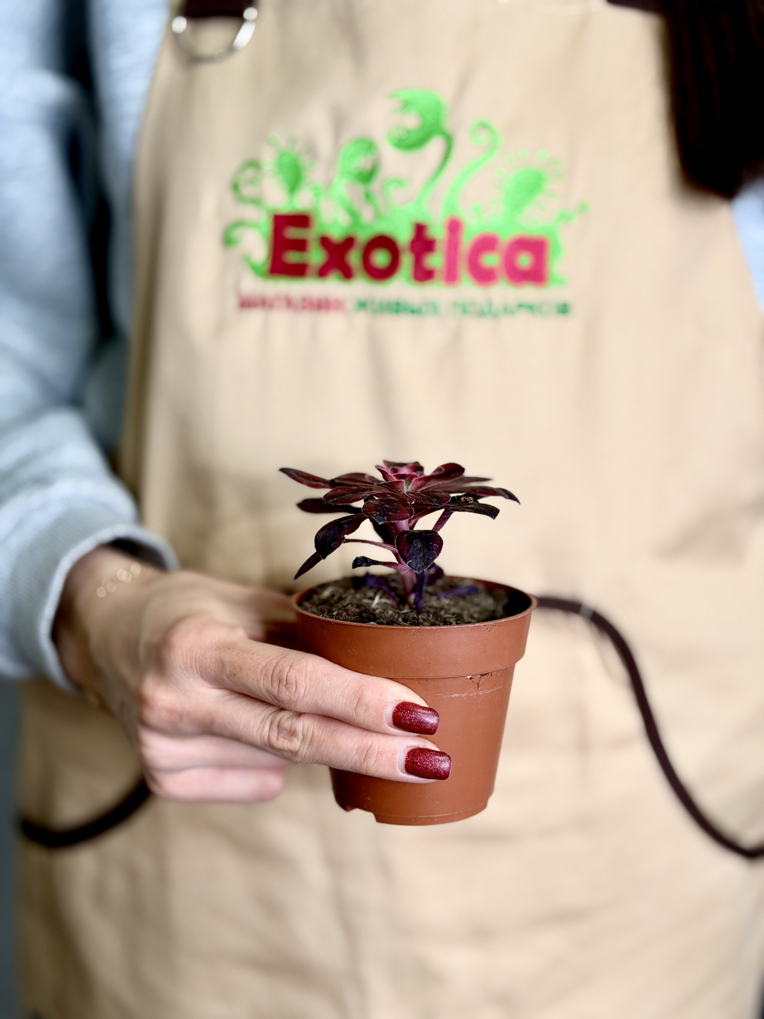 Эониум Медуза (Aeonium Medusa) D8,5см