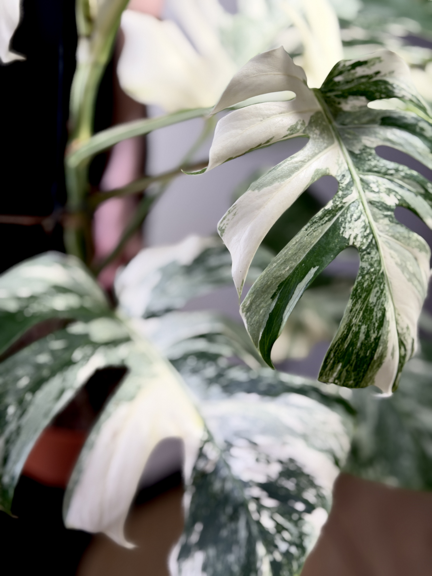 Монстера Деликатесная Альба Вариегатная (Monstera Deliciosa Alba Variegata) D17см