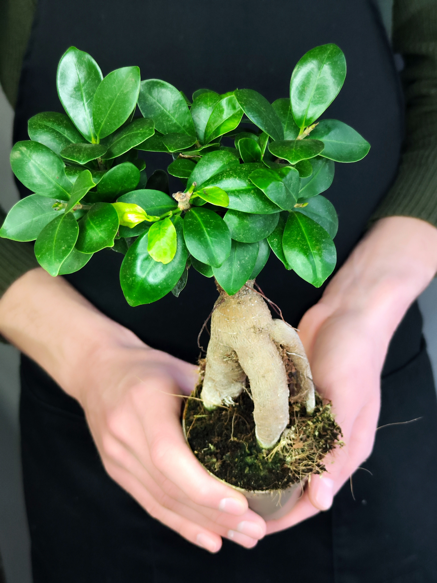 Фикус Микрокарпа (Ficus Microcarpa) D9см