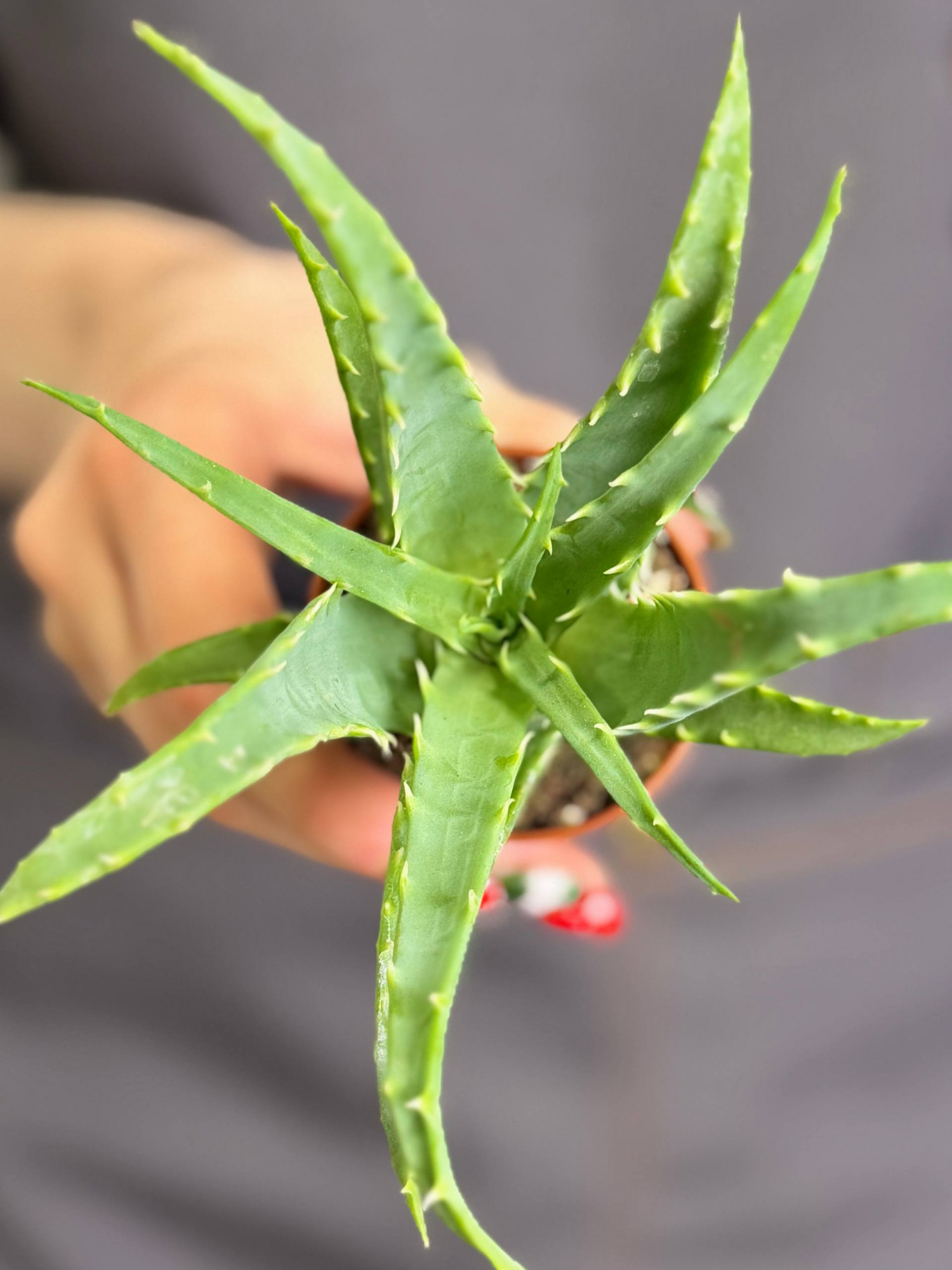 Алоэ Арборесценс, или Древовидное (Aloe Arborescens) D5см