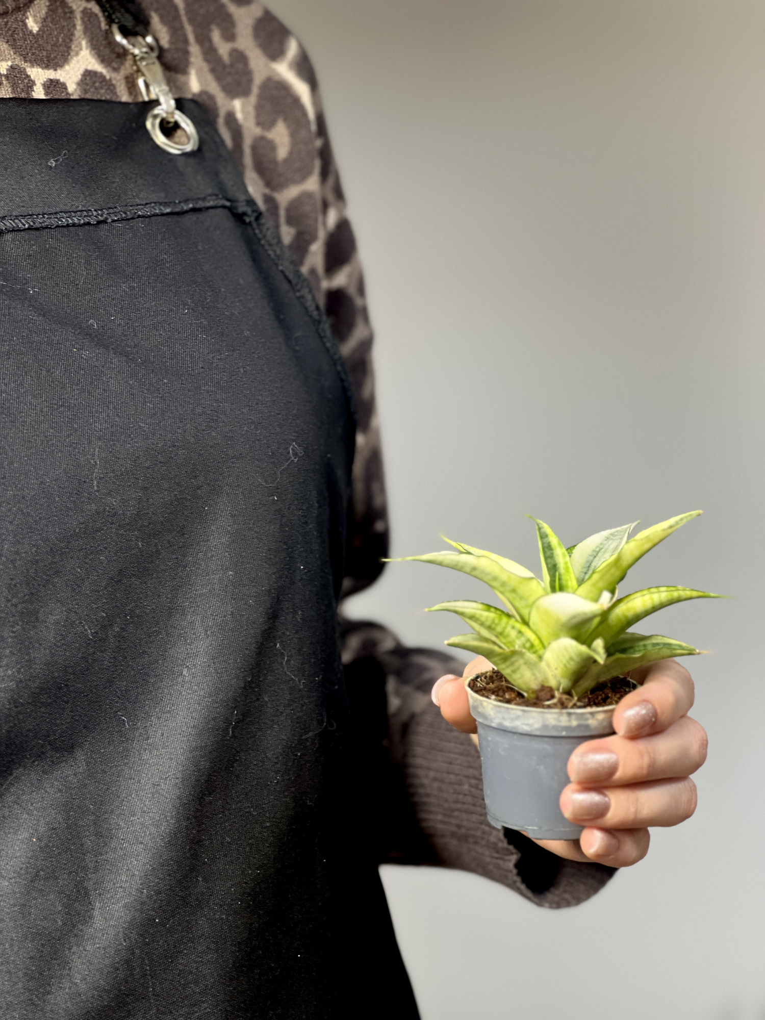 Cансевиерия Габриэлла Вариегатная (Sansevieria Gabriella Variegata) D6см