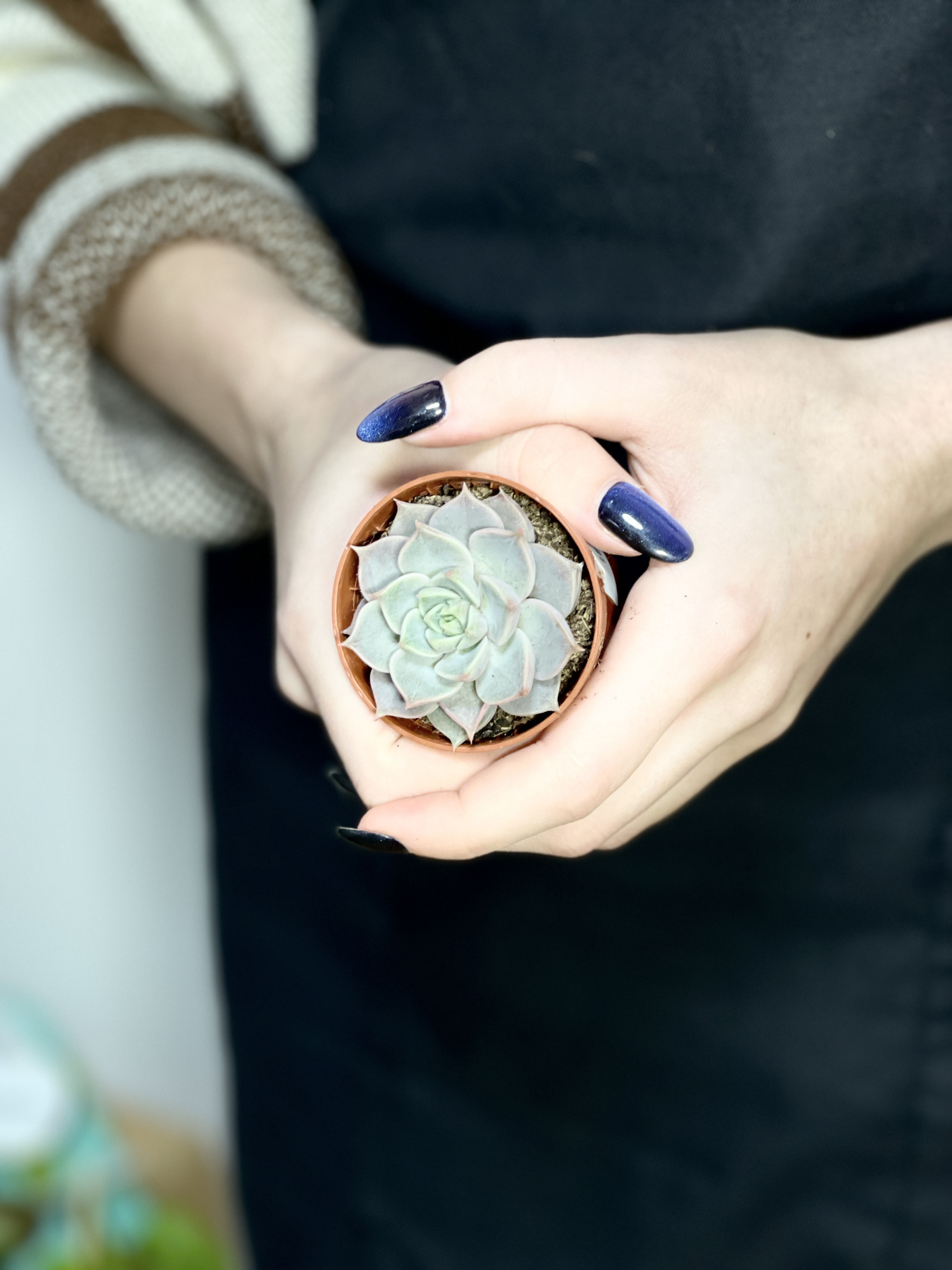 Эхеверия Марсик (Echeveria Marsik) D5см