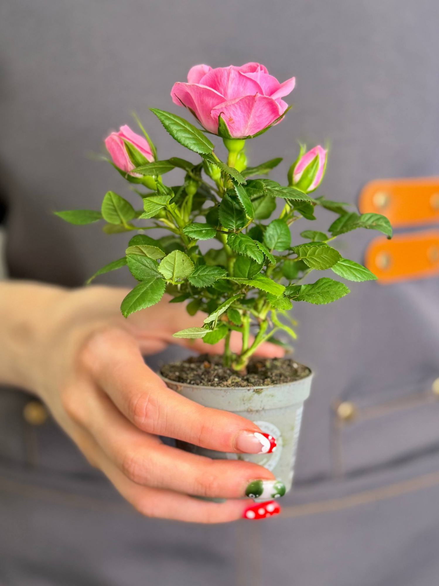 Роза Даника комнатная светло - розовая (Rosa Danica Light Pink) D6см