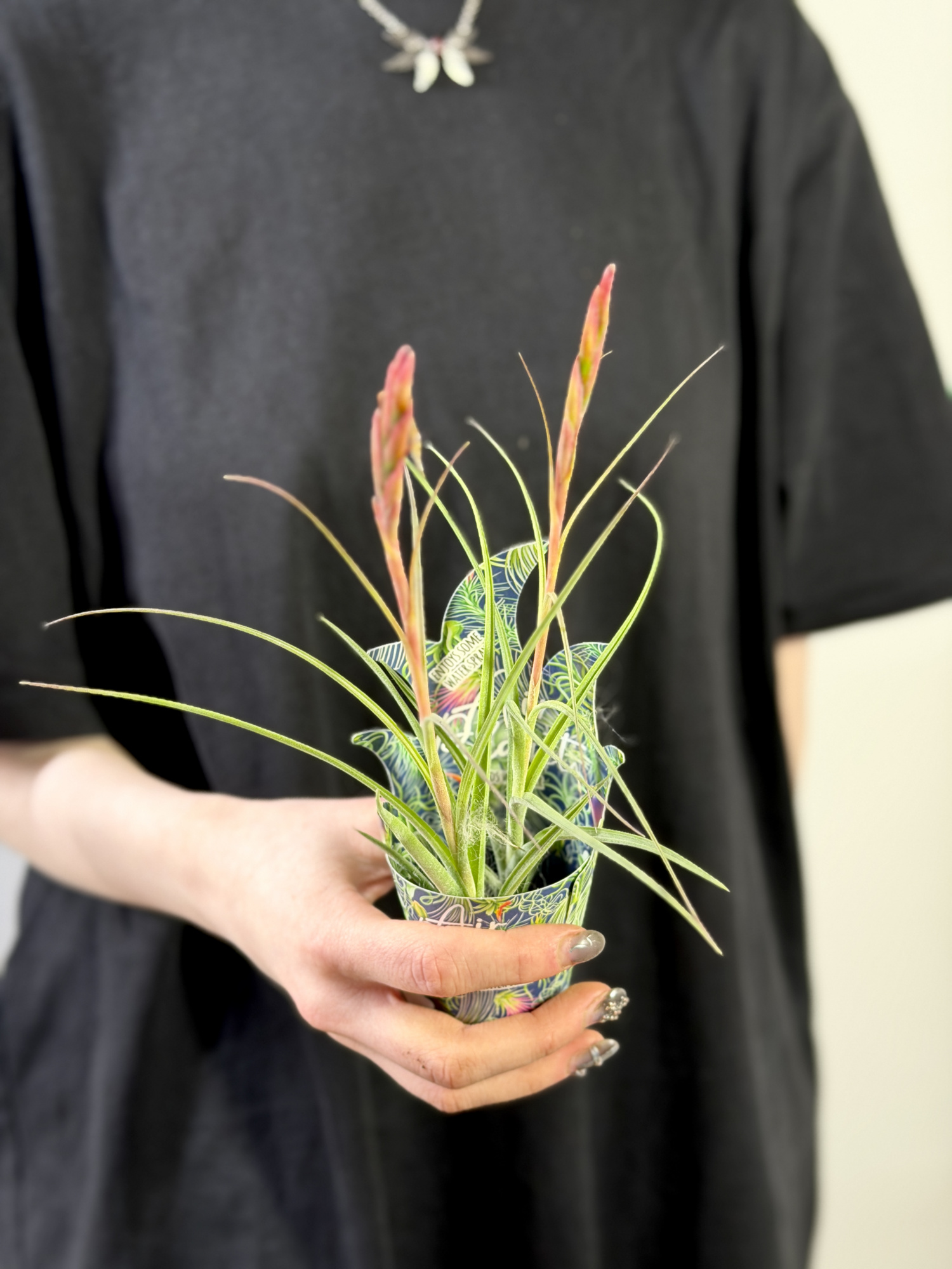 Тилландсия Шидеана (Tillandsia Schiedeana)