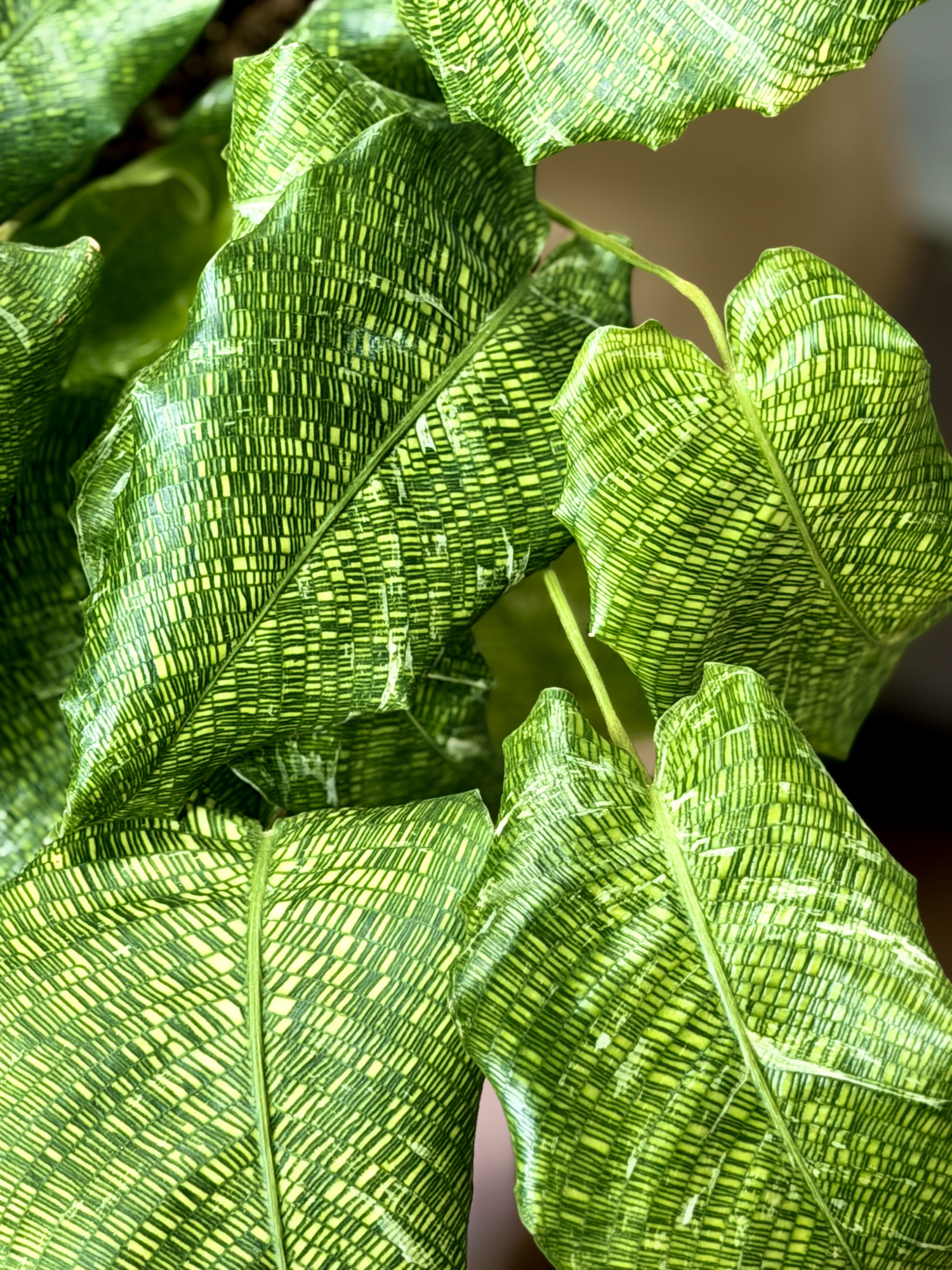 Калатея Мозаика Вариегата, или Нетворк Мозаичная (Calathea Musaica Variegata) D10см