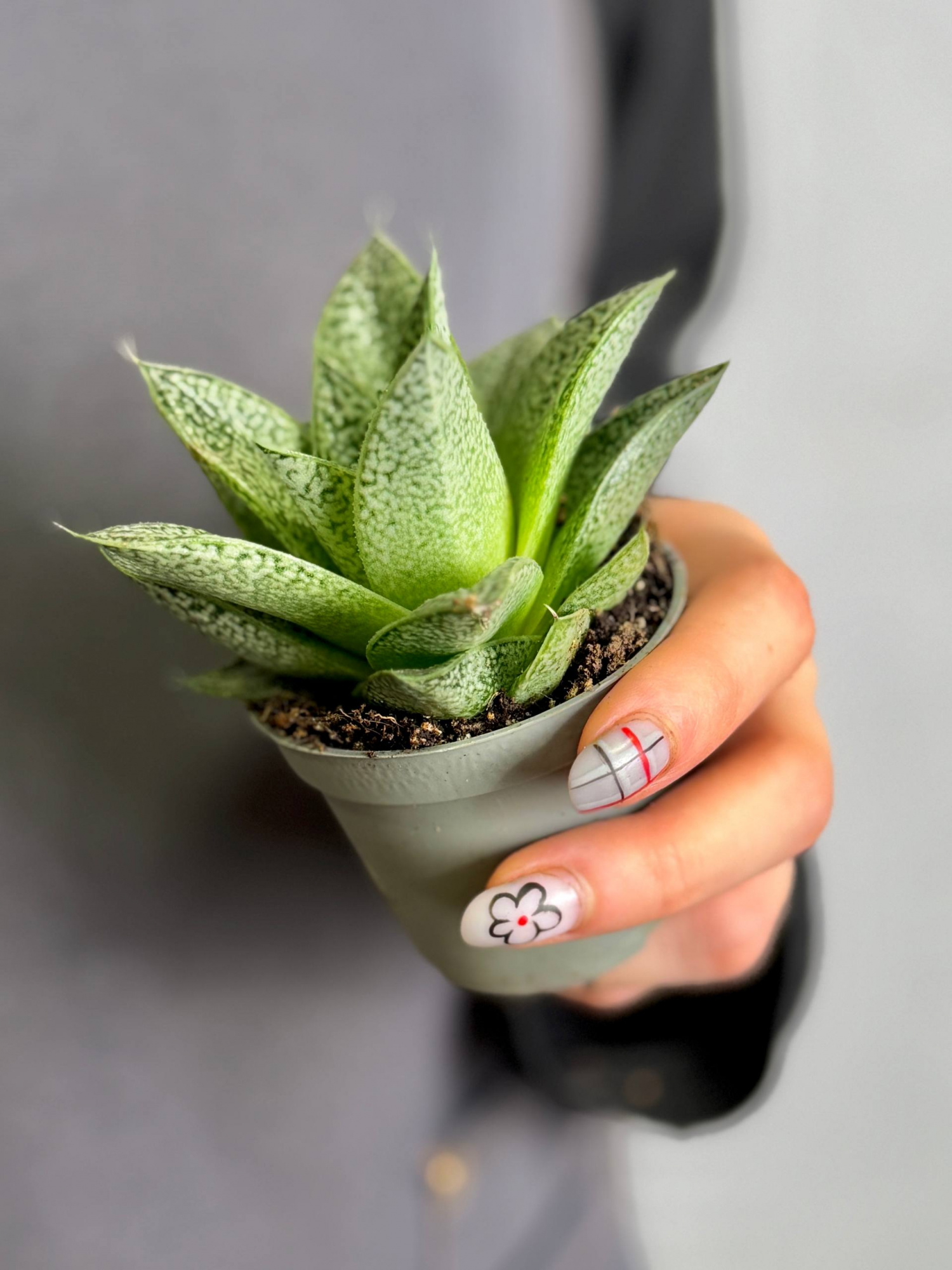 Гастерия Ди Нелла (Gasteria D.Nella) D5см