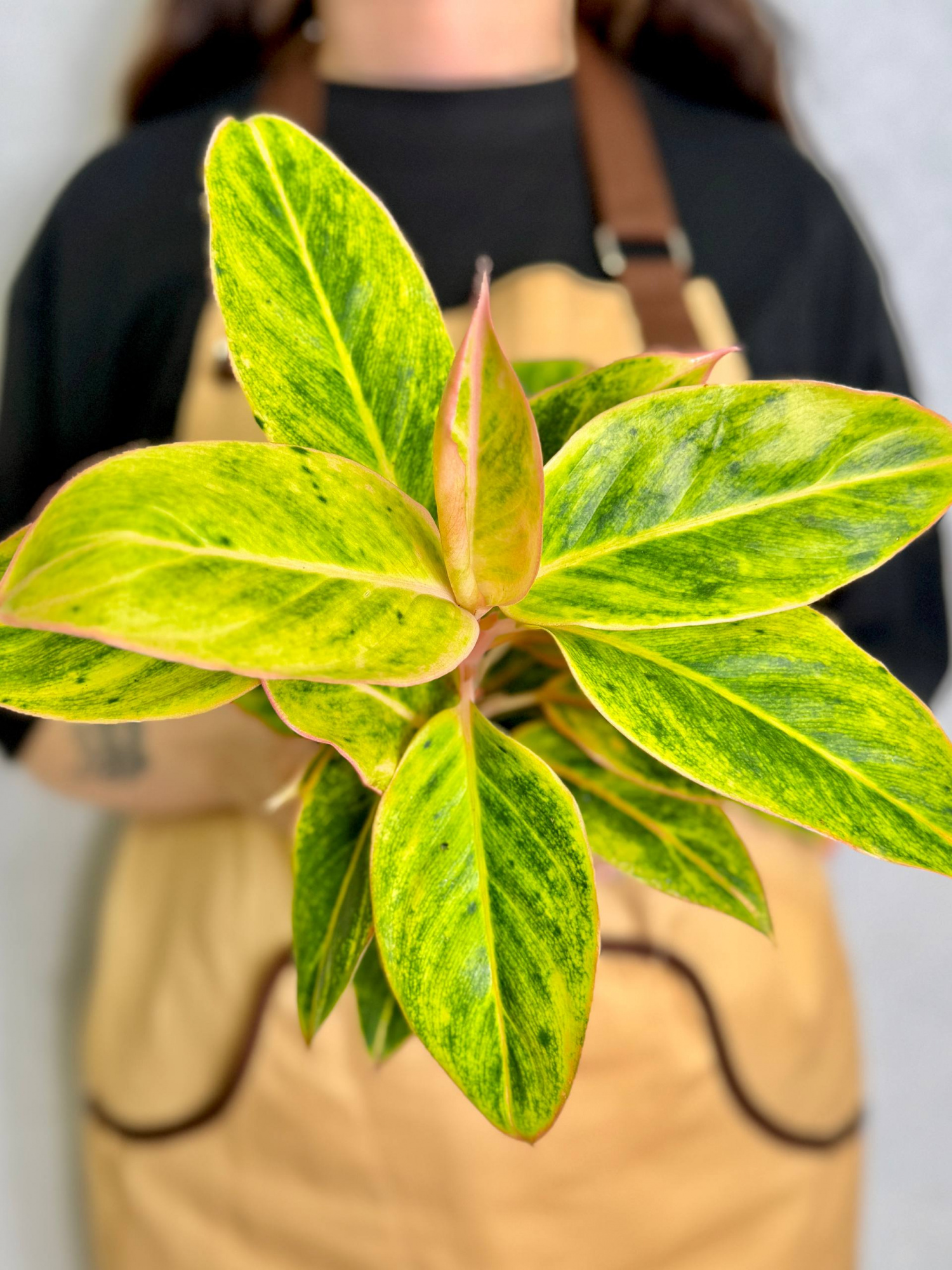 Аглаонема Сальмон Фэнтези (Aglaonema Salmon Fantasy) D12см
