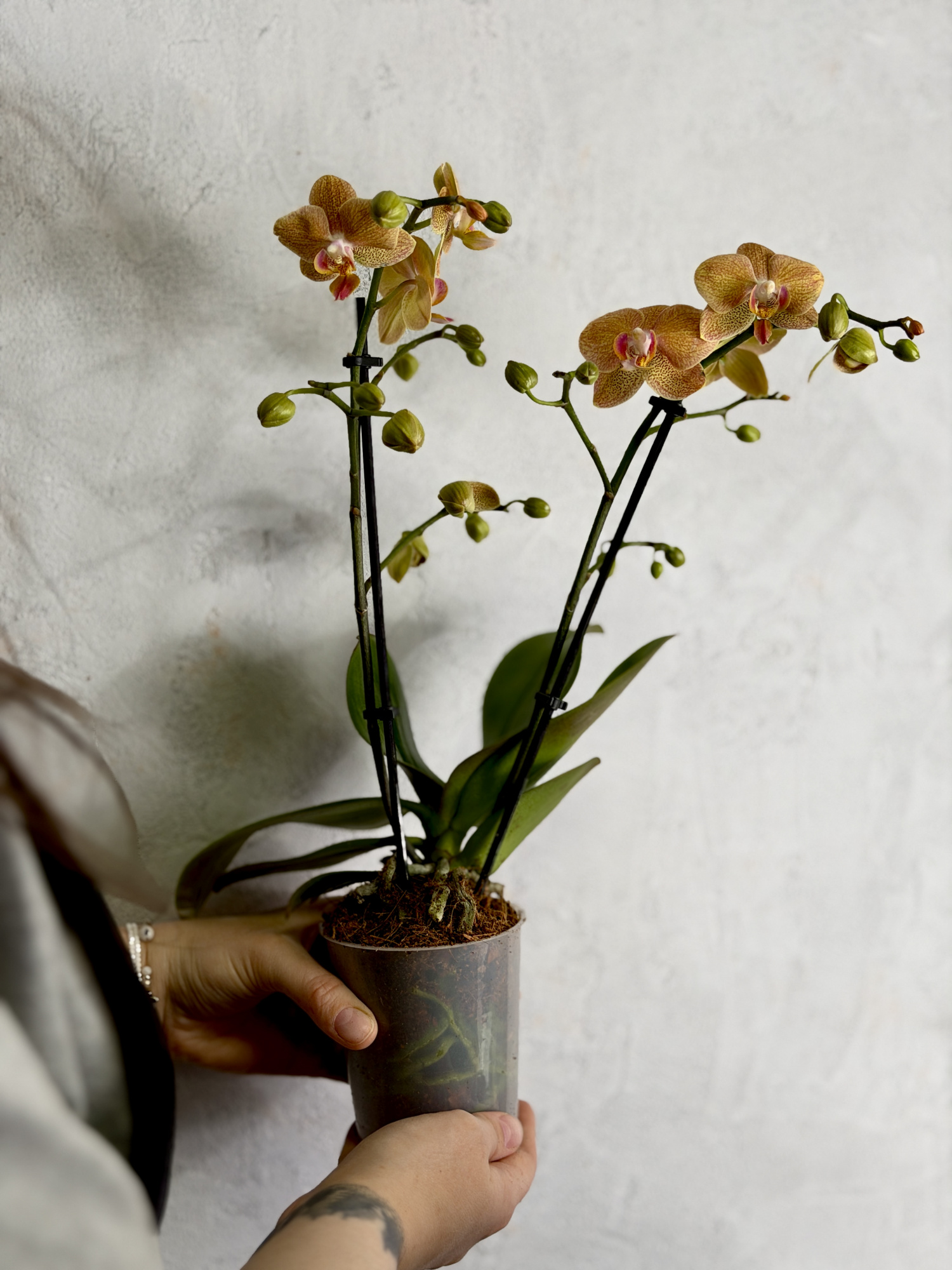 Фаленопсис Голдраш (Phalaenopsis Goldrush) D9см