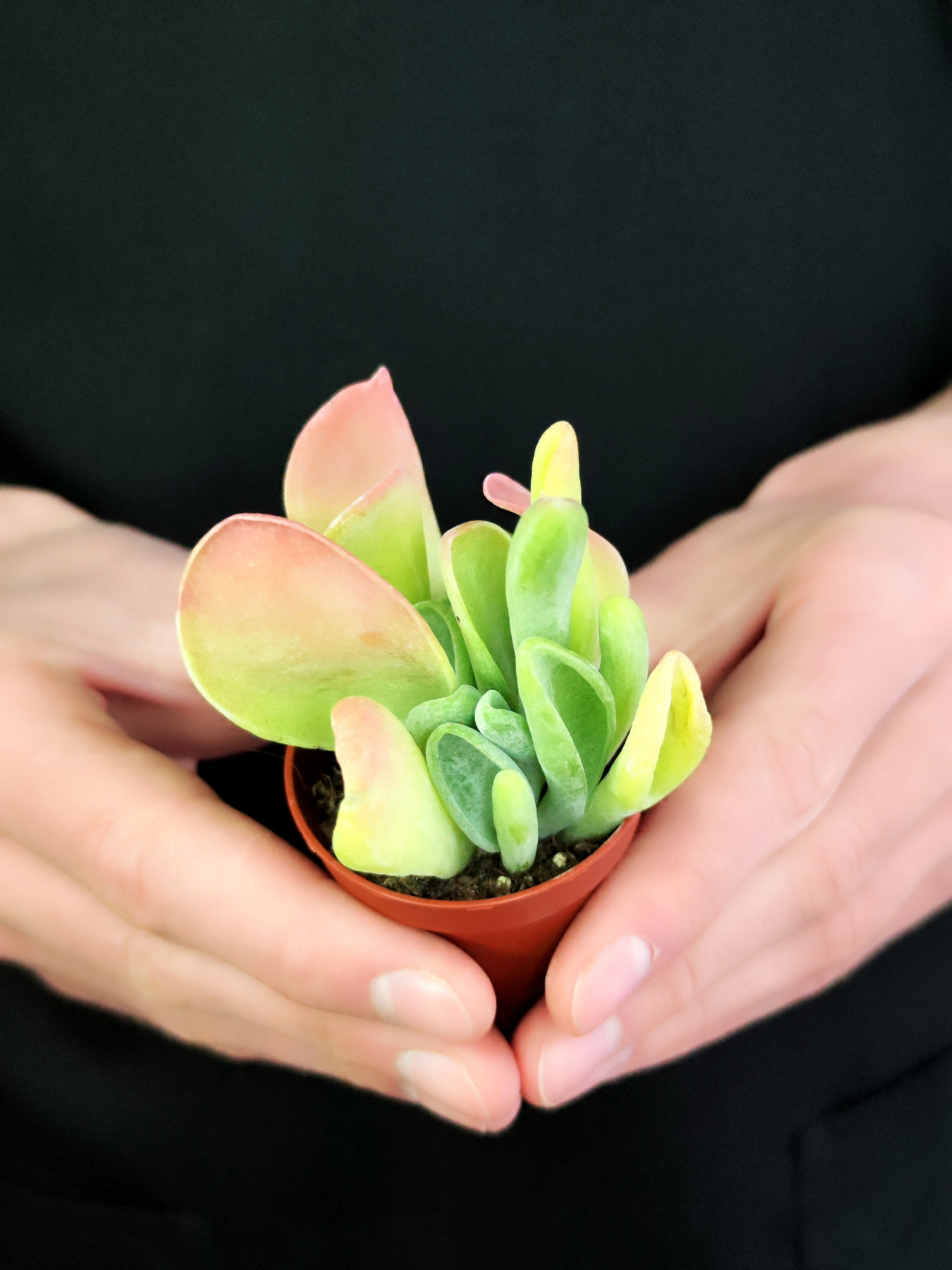 Каланхоэ Орикула Ред (Kalanchoe Oricula Red) D5см