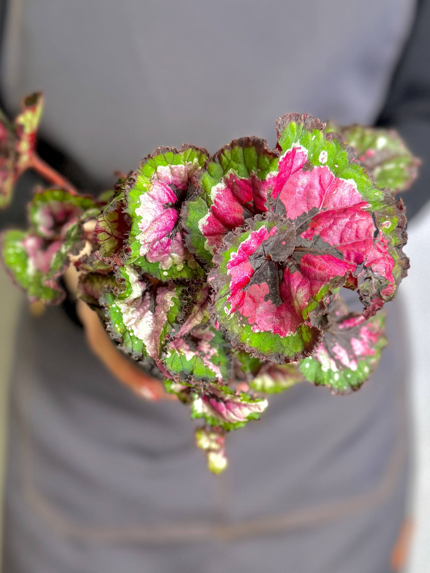 Бегония Макарена (Begonia Rex Macarena) D12см