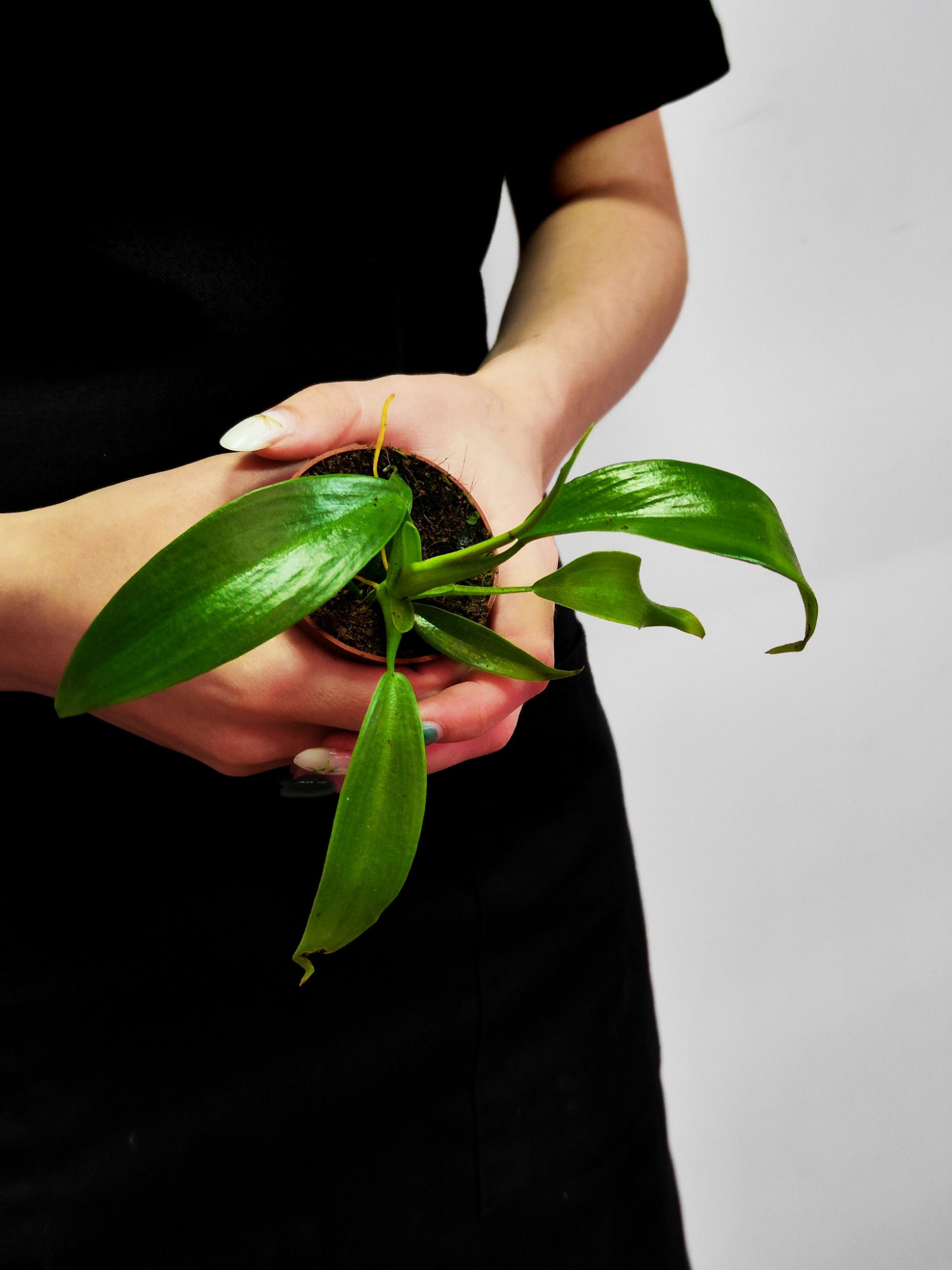 Филодендрон Гитаровидный (Philodendron Panduriforme) D6см