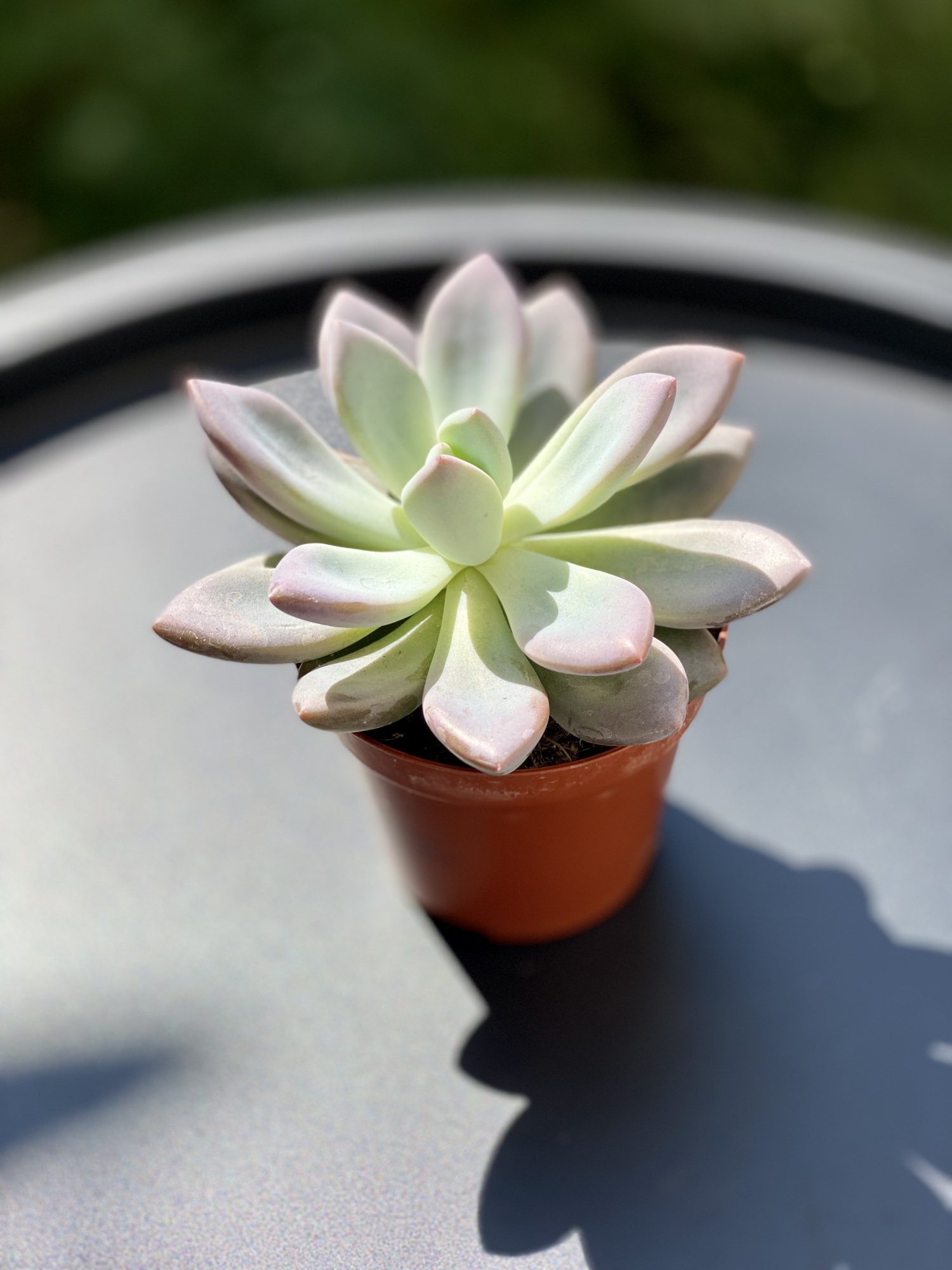 Пахифитум Глютиникауле (Pachyphytum Glutinicaule) D8см