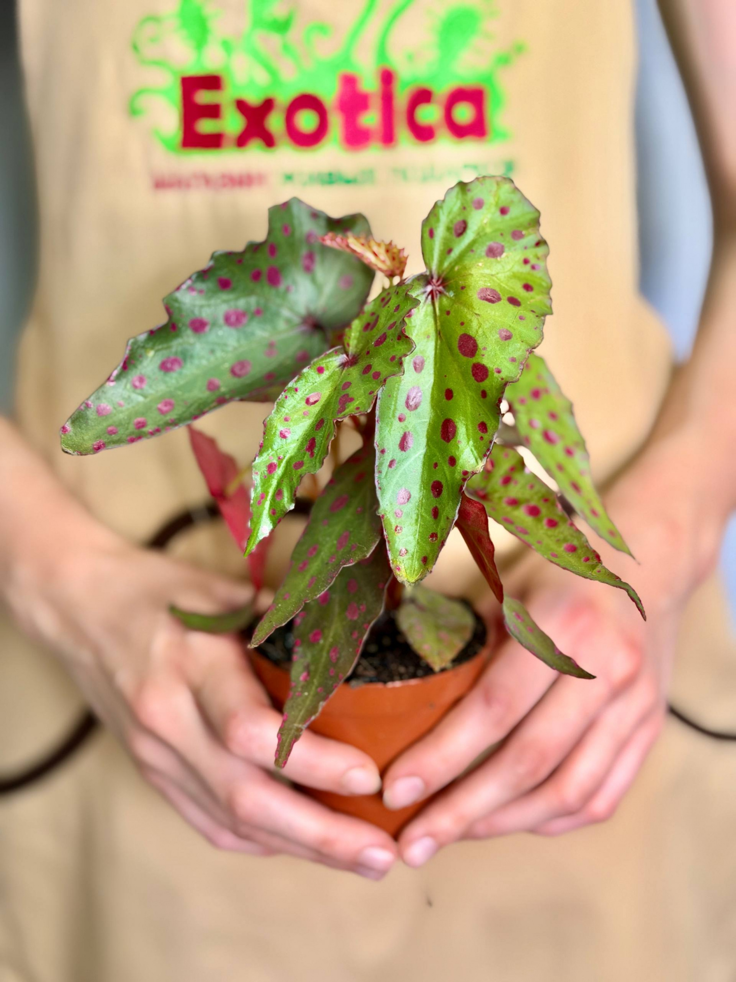 Бегония Пинк Дотти (Begonia Pink Dotty) D8см