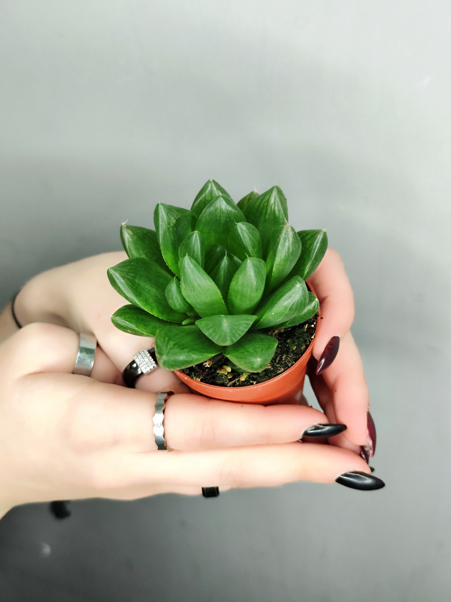 Хавортия Ладьевидная (Haworthia Сymbiformis) D5см