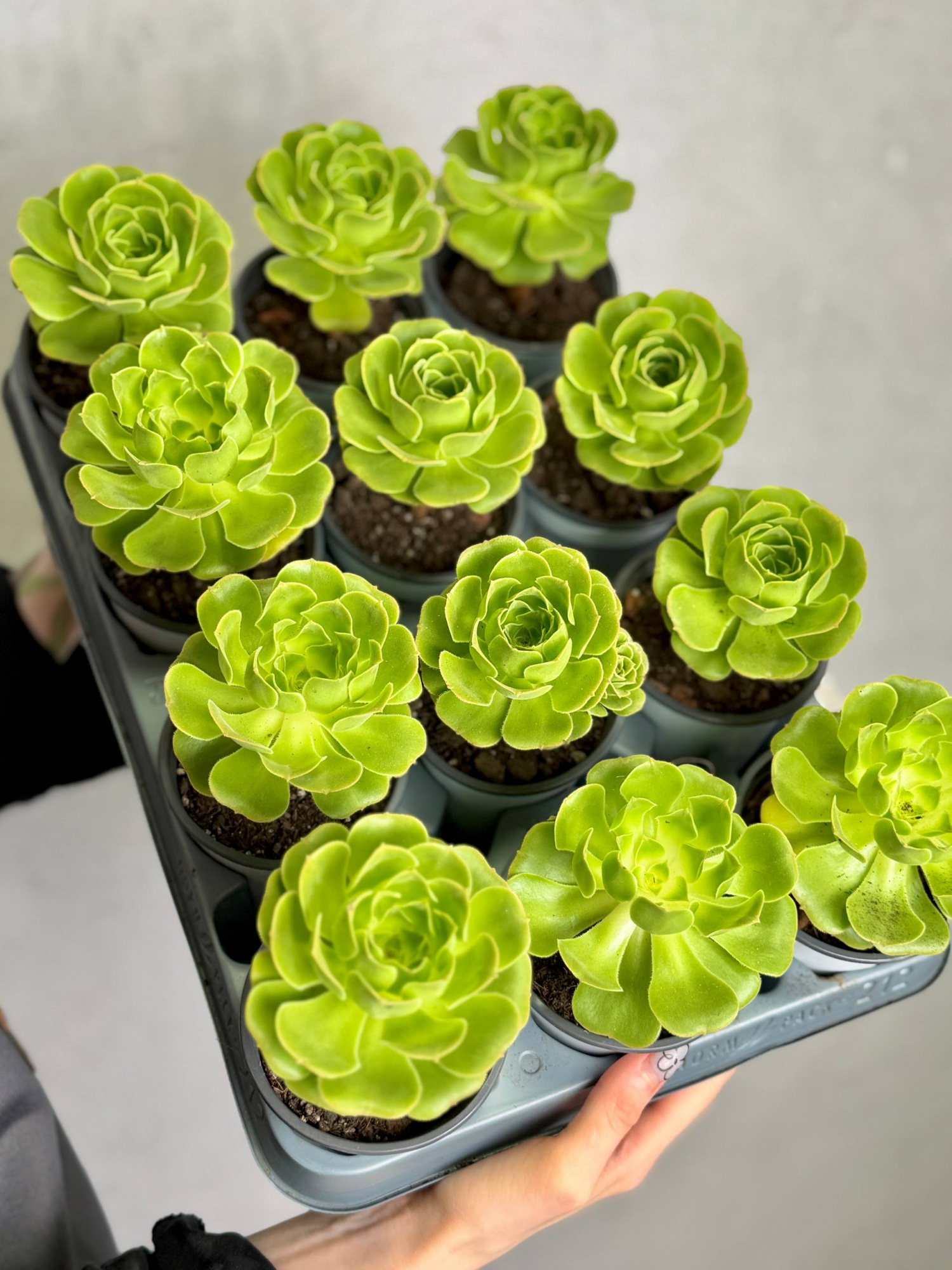 Эониум (Гриновия) Диплоциклум (Greenovia Diplocycla) D9см
