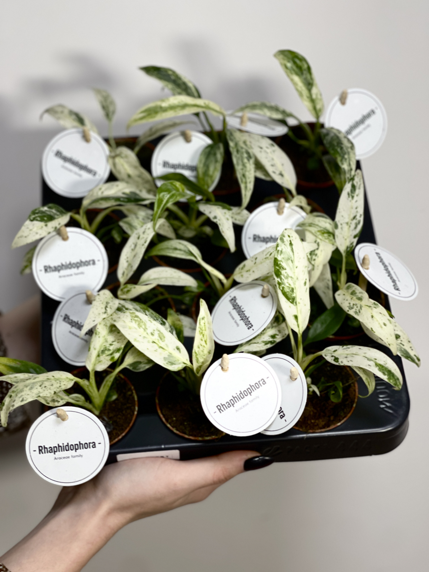 Рафидофора Пуберула Вариегата (Rhaphidophora Puberula Variegata) D6см
